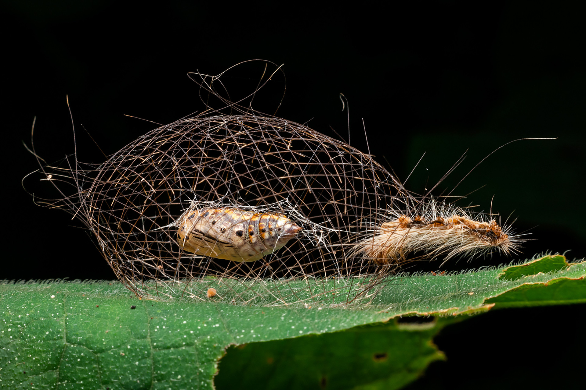 Subhankar bardhan - Top 20 Hive Photographs Of 2020 | Nature inFocus