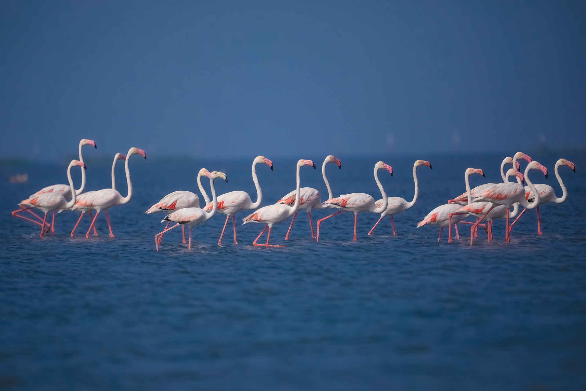 Subhashis Nayak | Nature Infocus