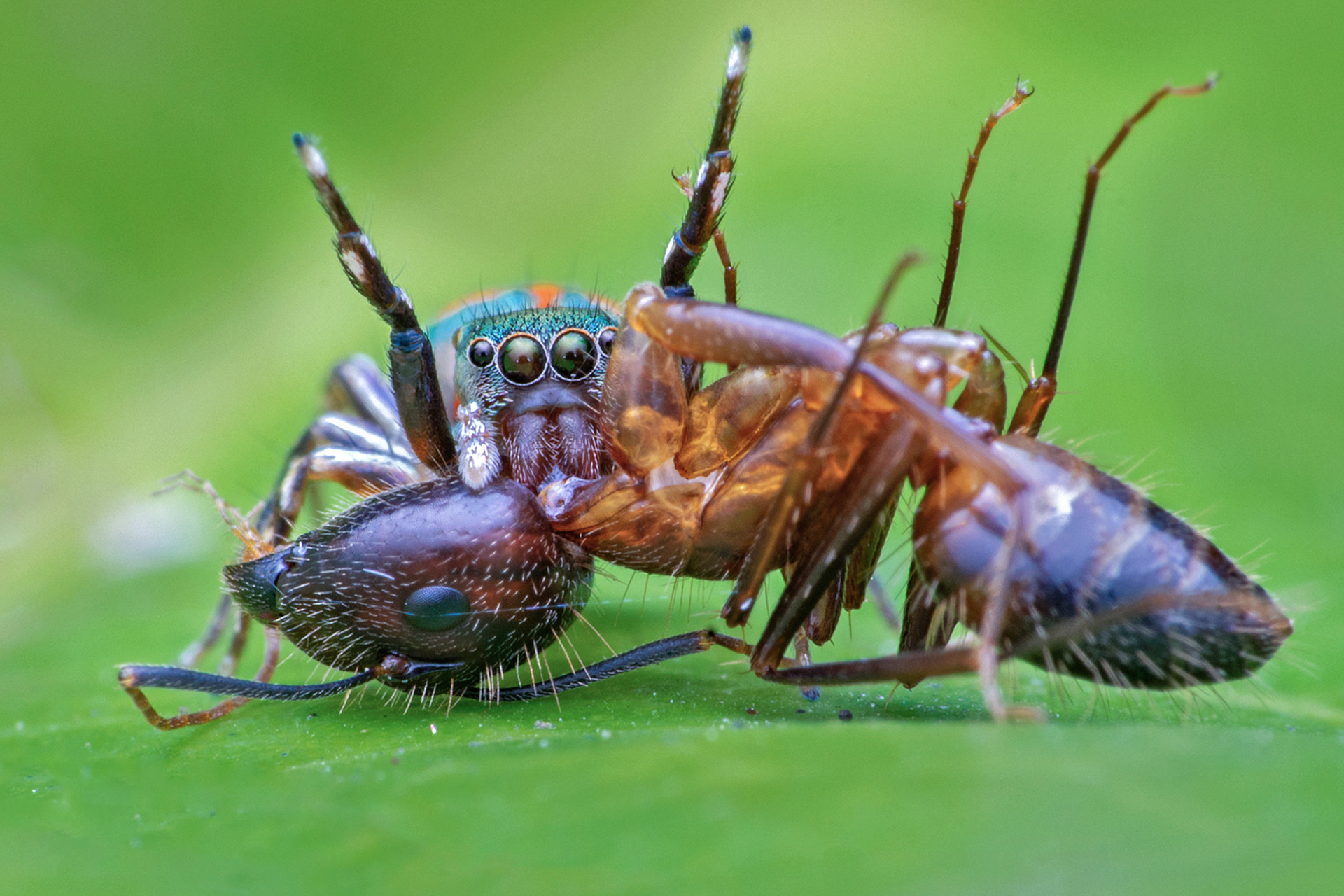 Metallic Jumper spider hunting ant