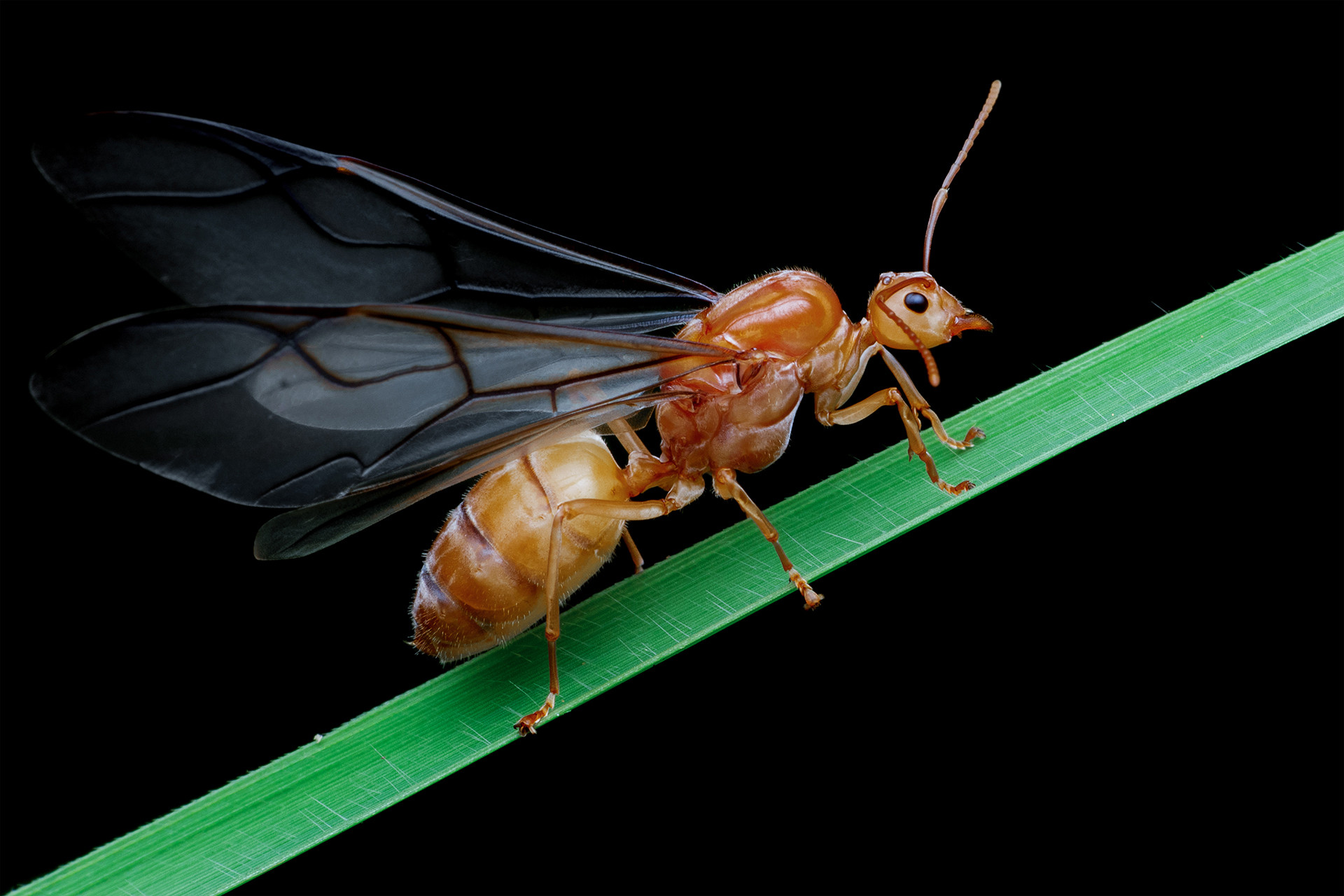 queen weaver ant