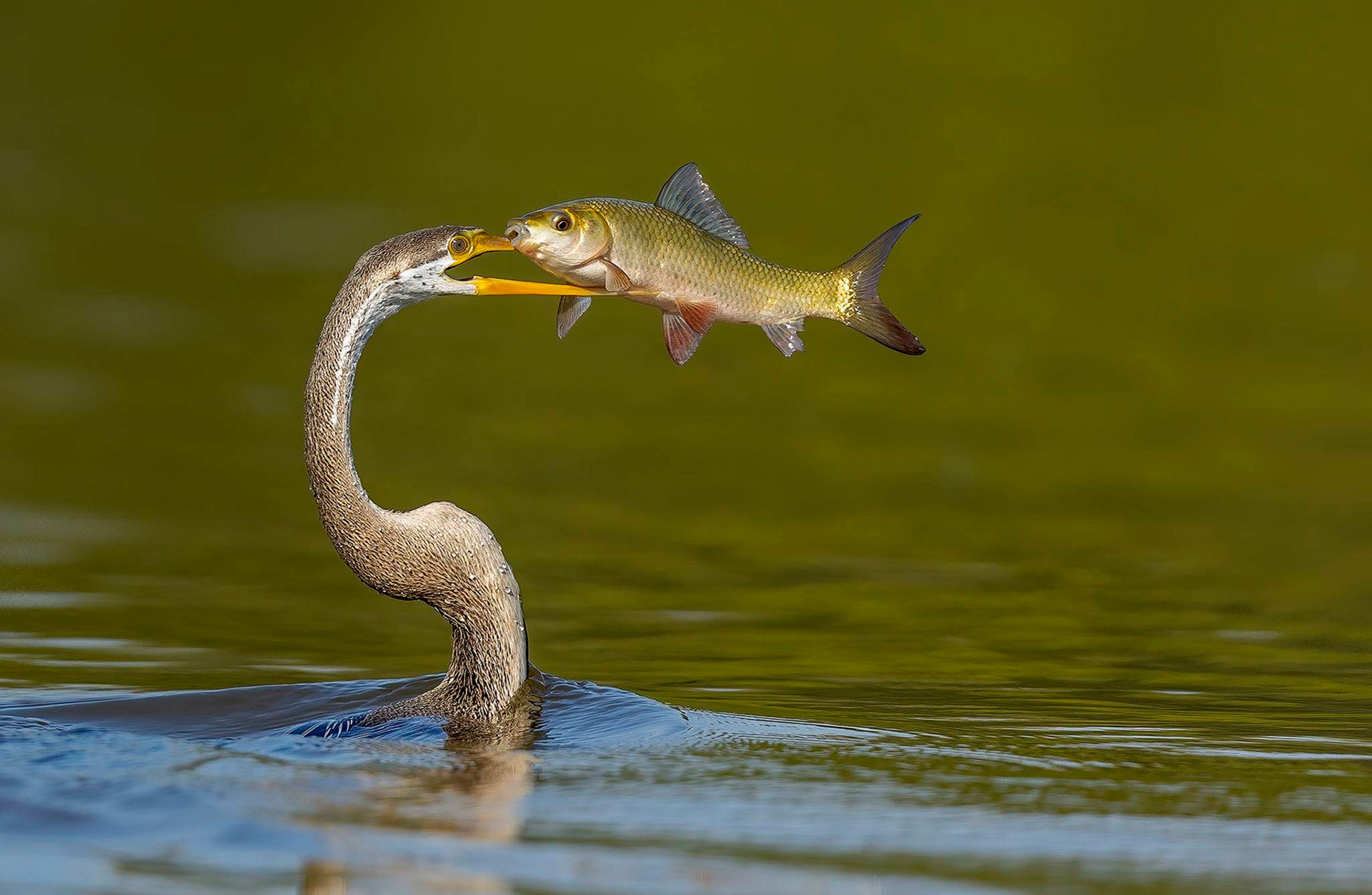 Oriental Darter with a fish catch in Bharatpur