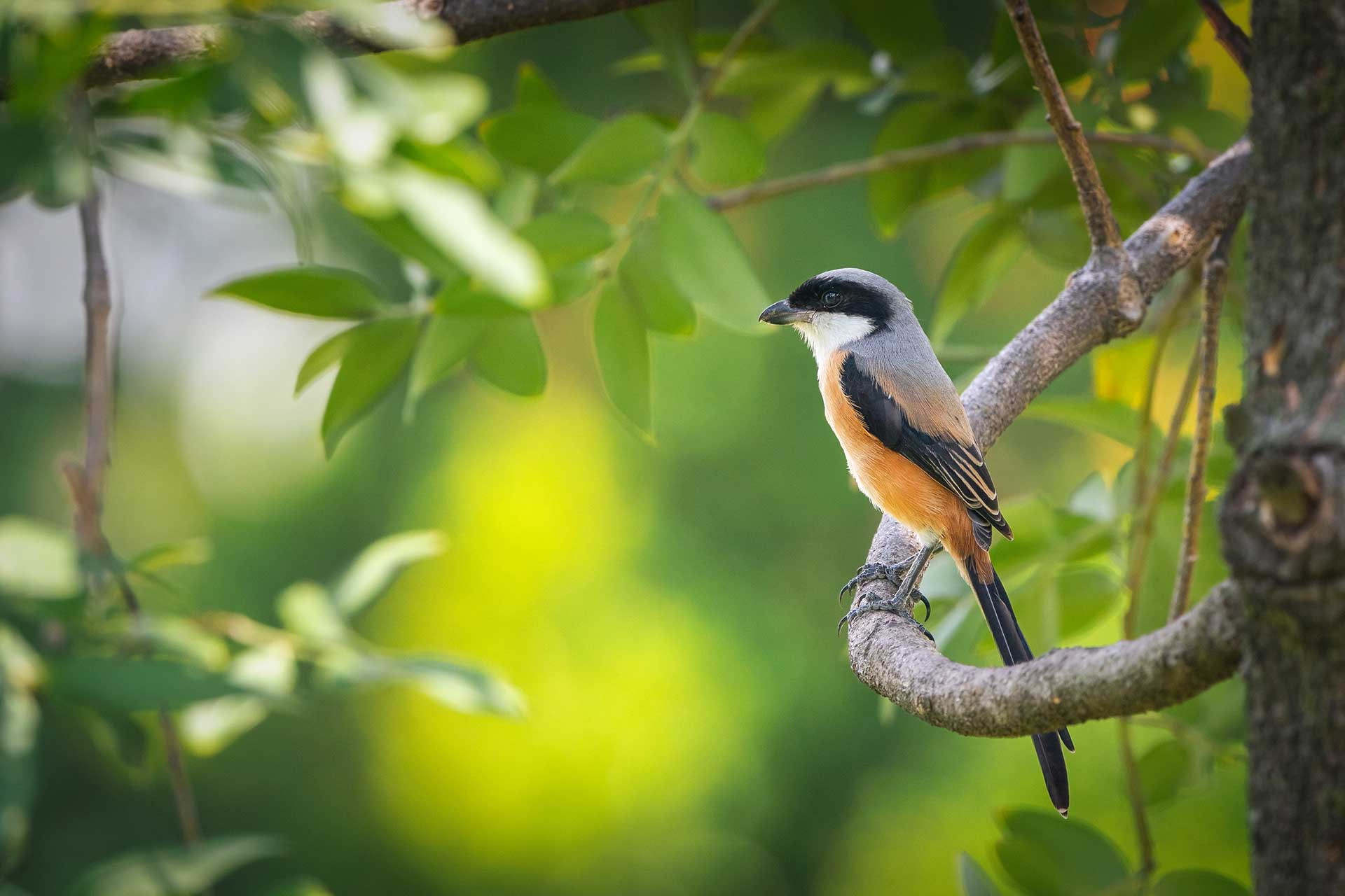 Long-tailed Shrike Lanius schach