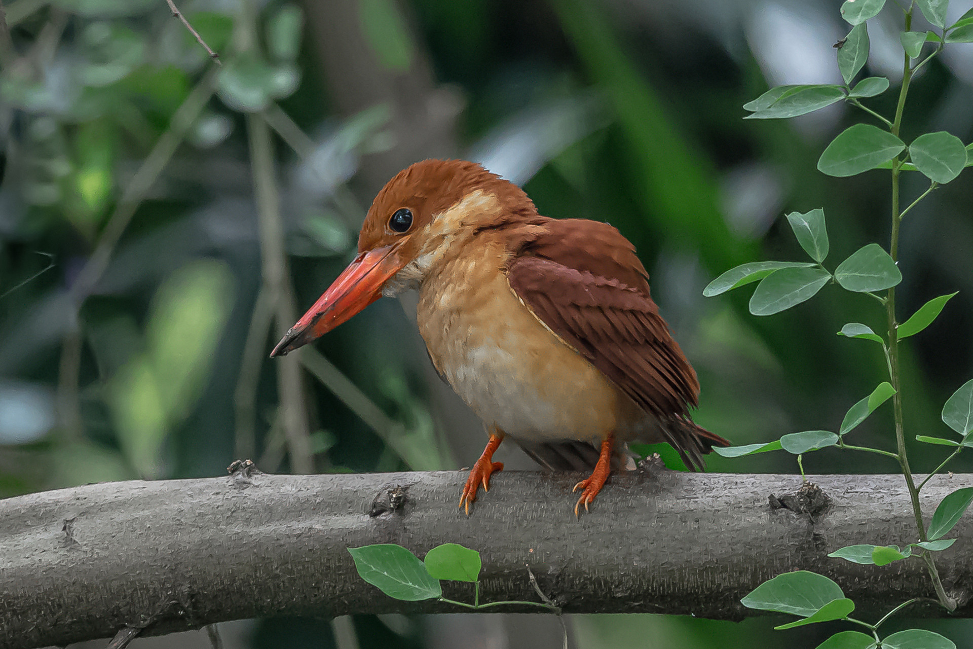 Ruddy Kingfisher Halcyon coromanda in Singapore