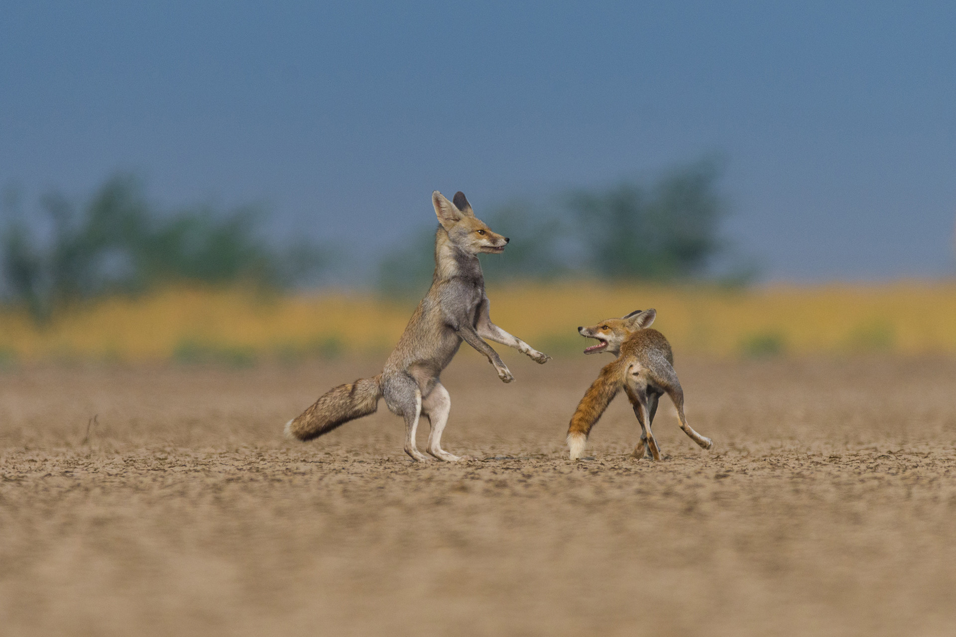 Desert Fox courtship in Little Rann of Kutch Gujarat