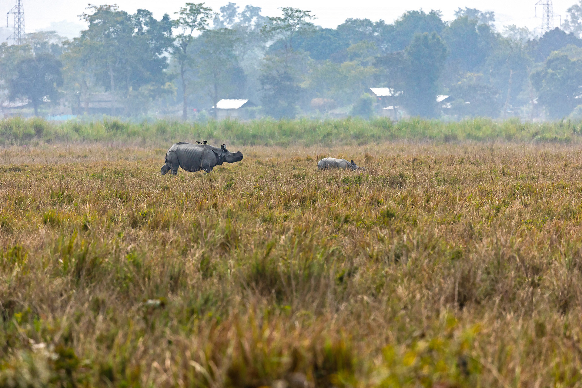Indian Rhinoceros mother and calf
