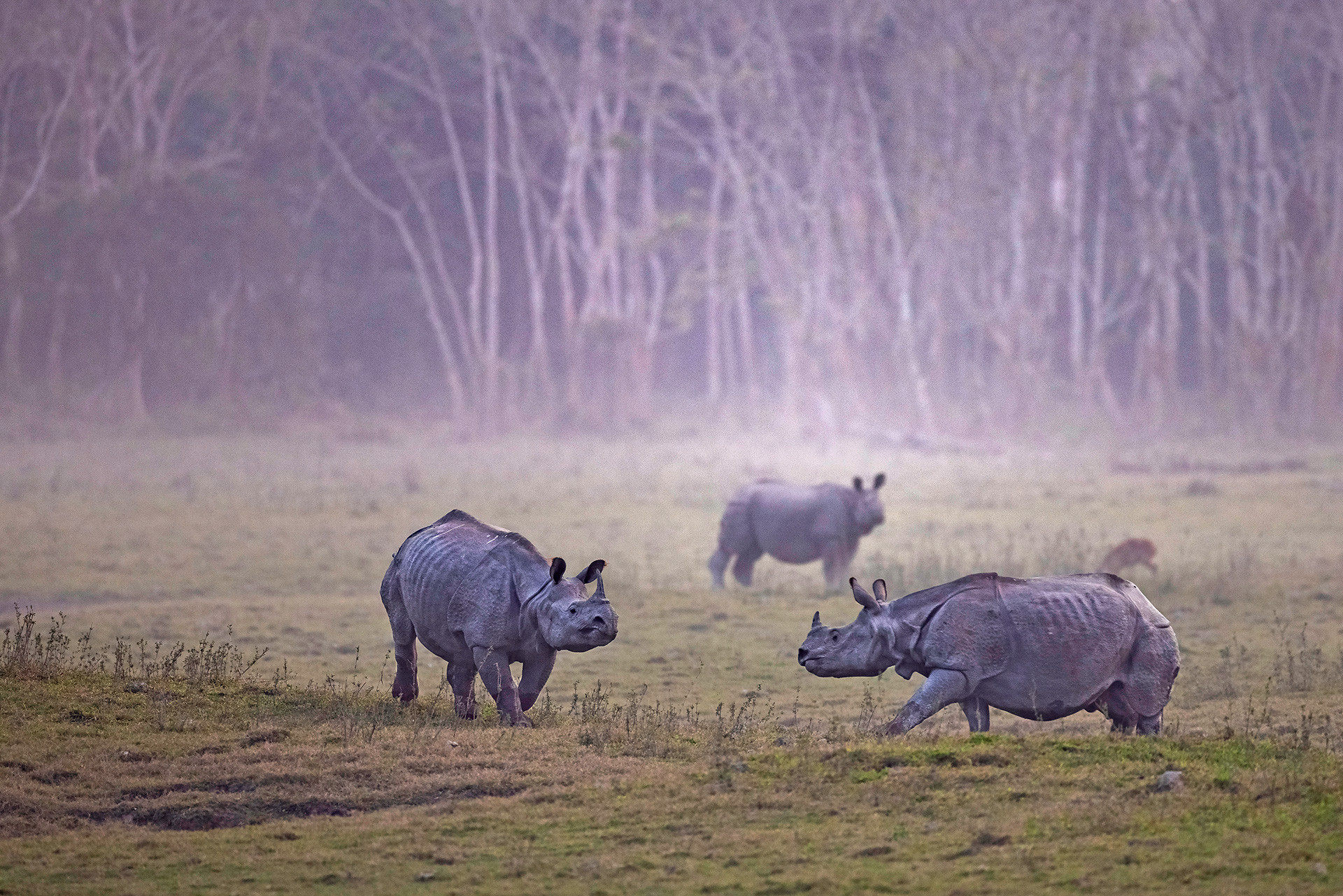 Indian Rhinoceros males fighting