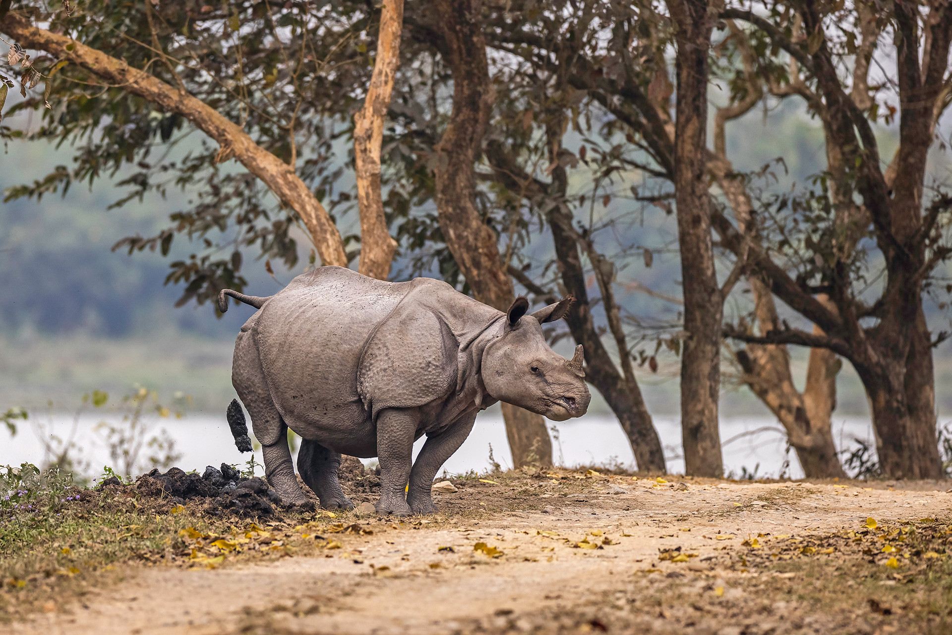 Indian Rhinoceros dung pile