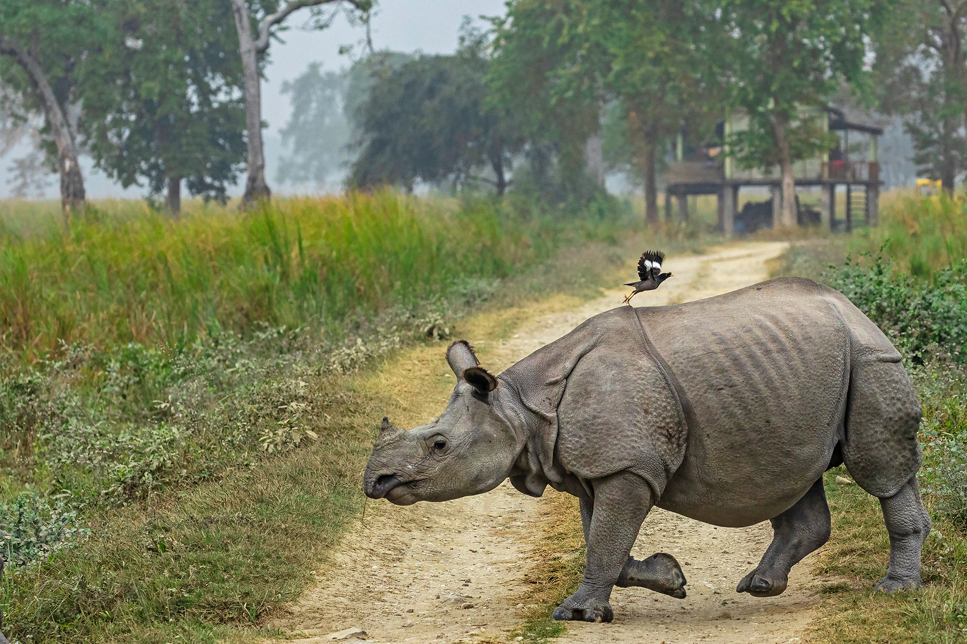 Indian Rhinoceros and a Myna