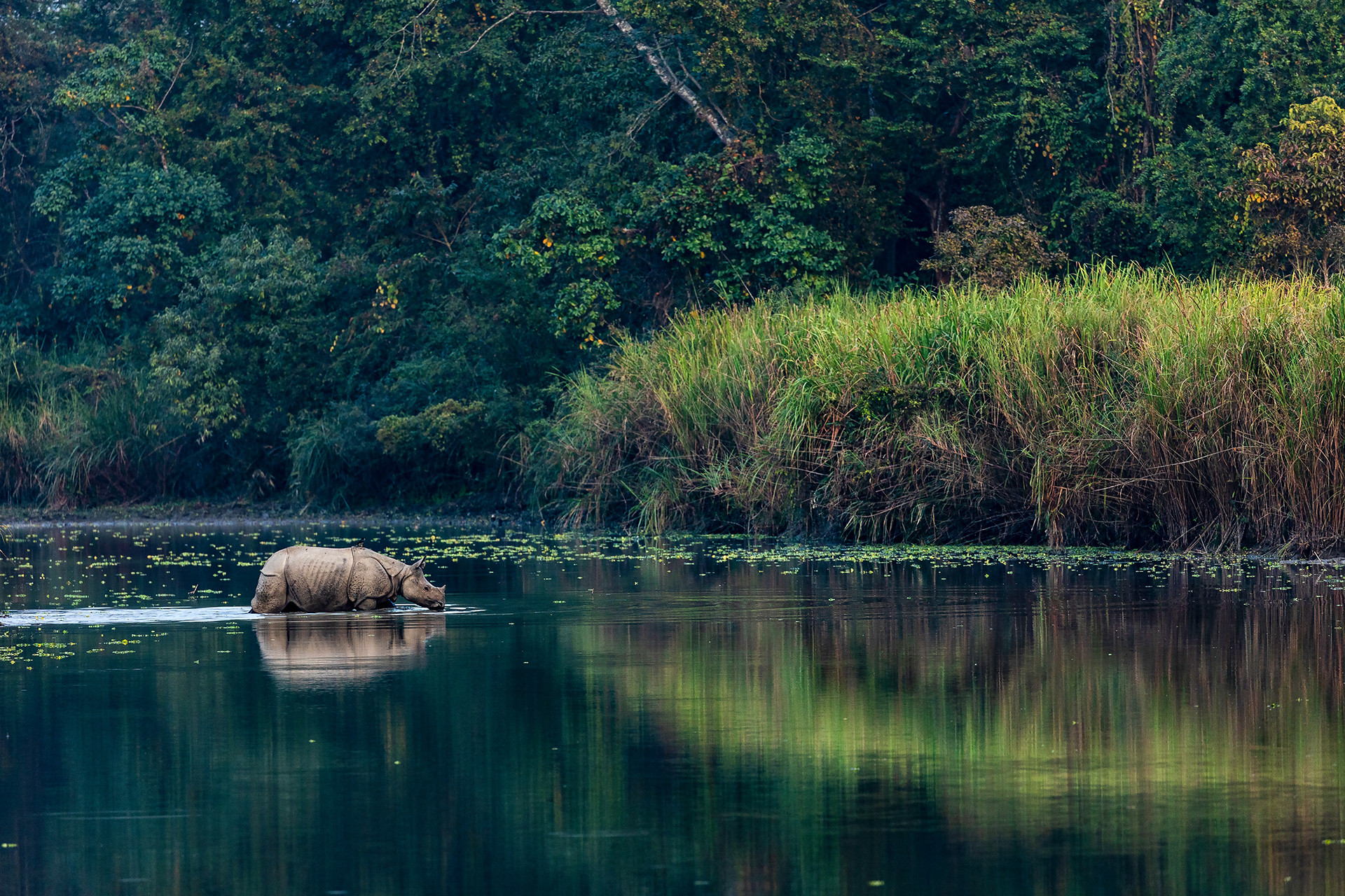 Indian Rhinoceros in Kaziranga National Park