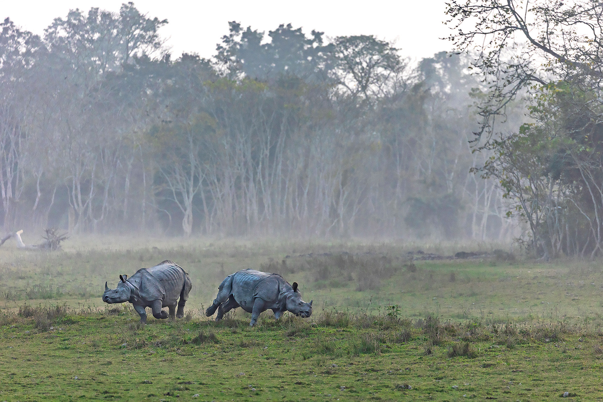 Indian Rhinoceros during breeding season