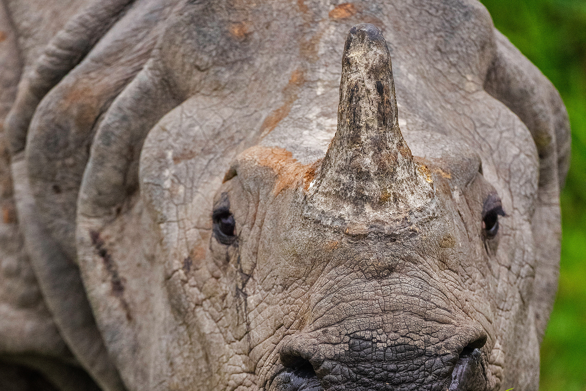 Horn of an Indian Rhinoceros