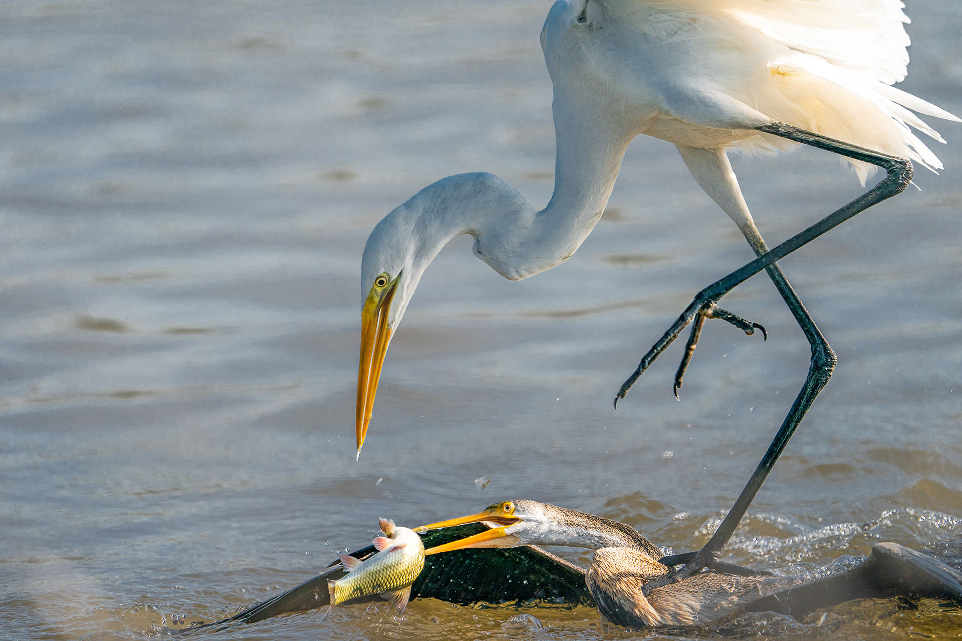 Intermediate Egret and Oriental Darter fight for food in Bharatpur Bird Sanctuary