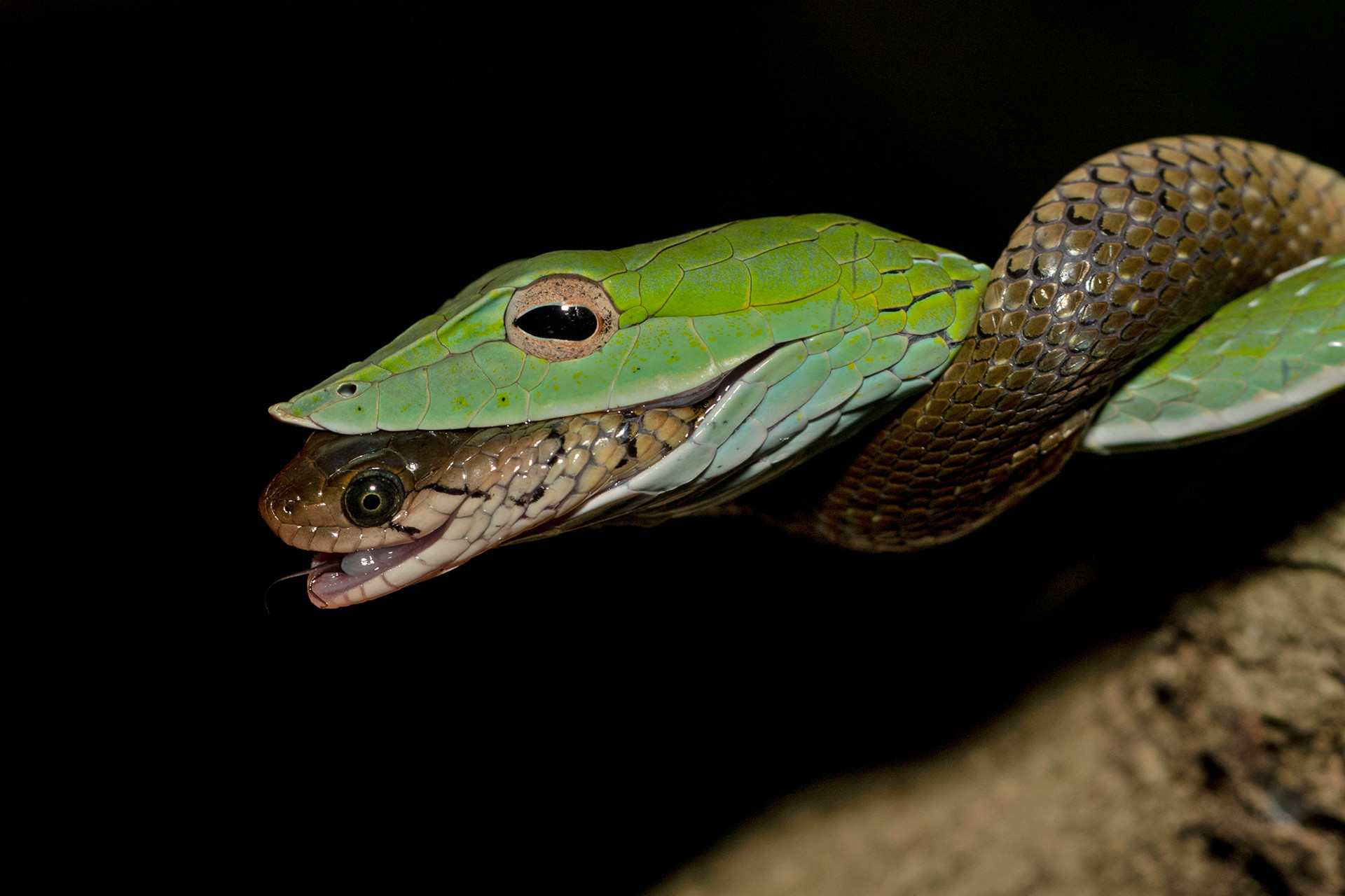 Malabar Vine Snake hunting Checkered Keelback