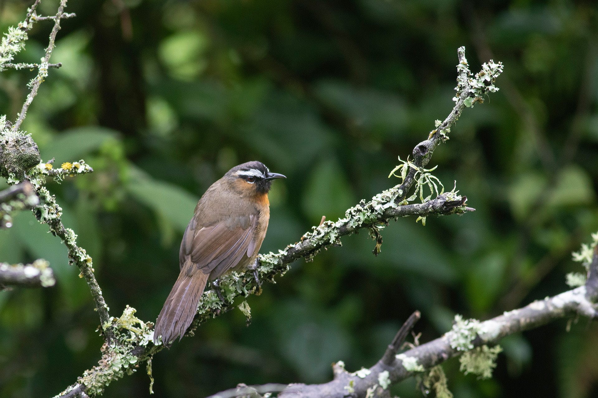 Nilgiri Laughingthrush Montecincla cachinnans