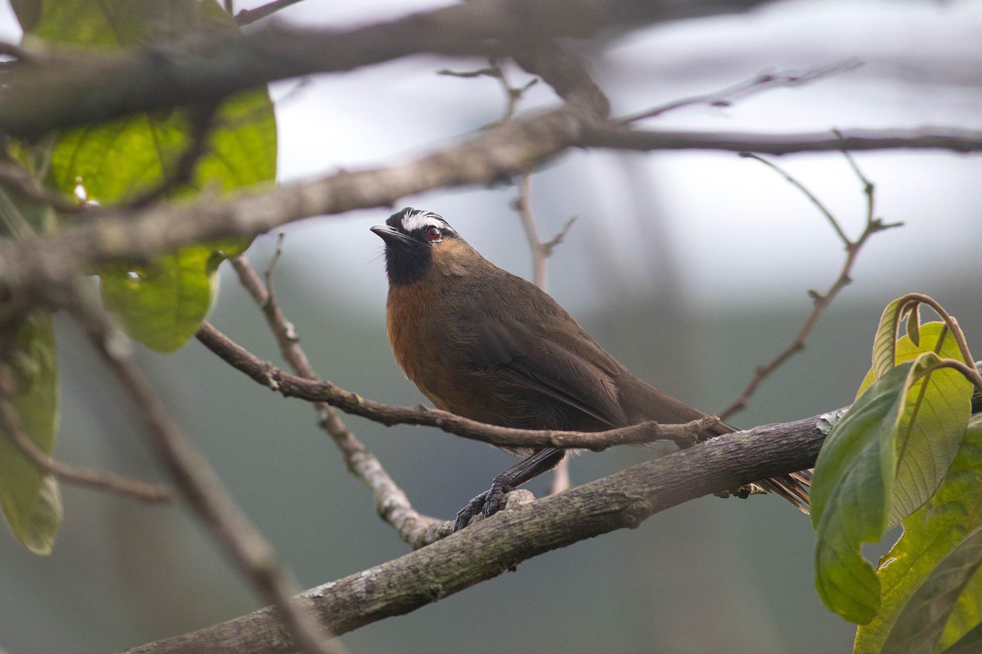  Nilgiri Laughingthrush or Nilgiri Chilappan