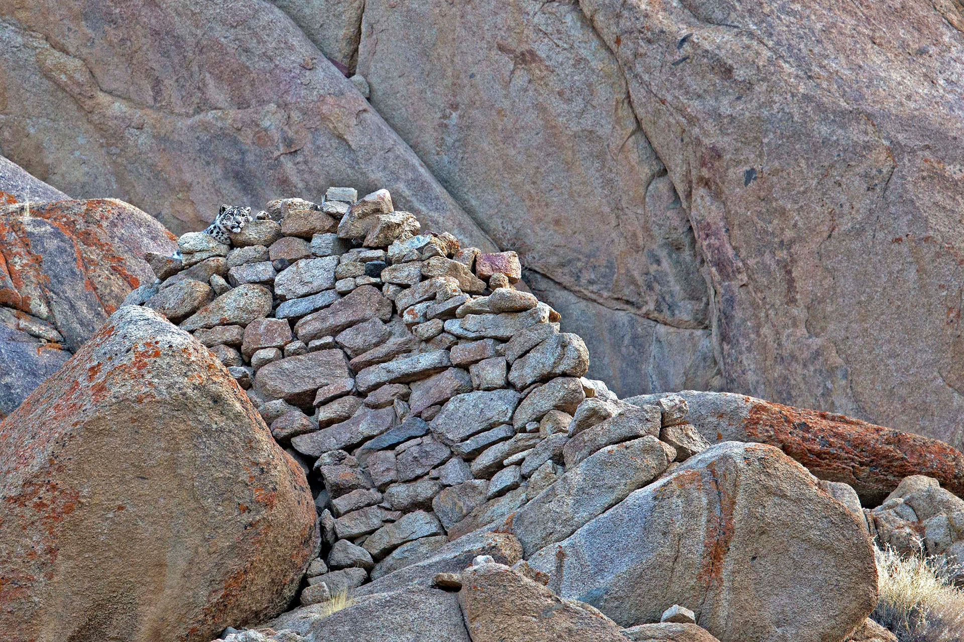 Human-Snow Leopard conflict