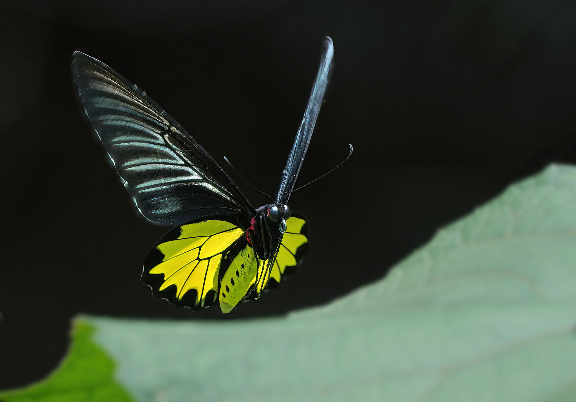 Surya Ramachandran Southern Birdwing flight best SharpenAI Motion | Nature Infocus