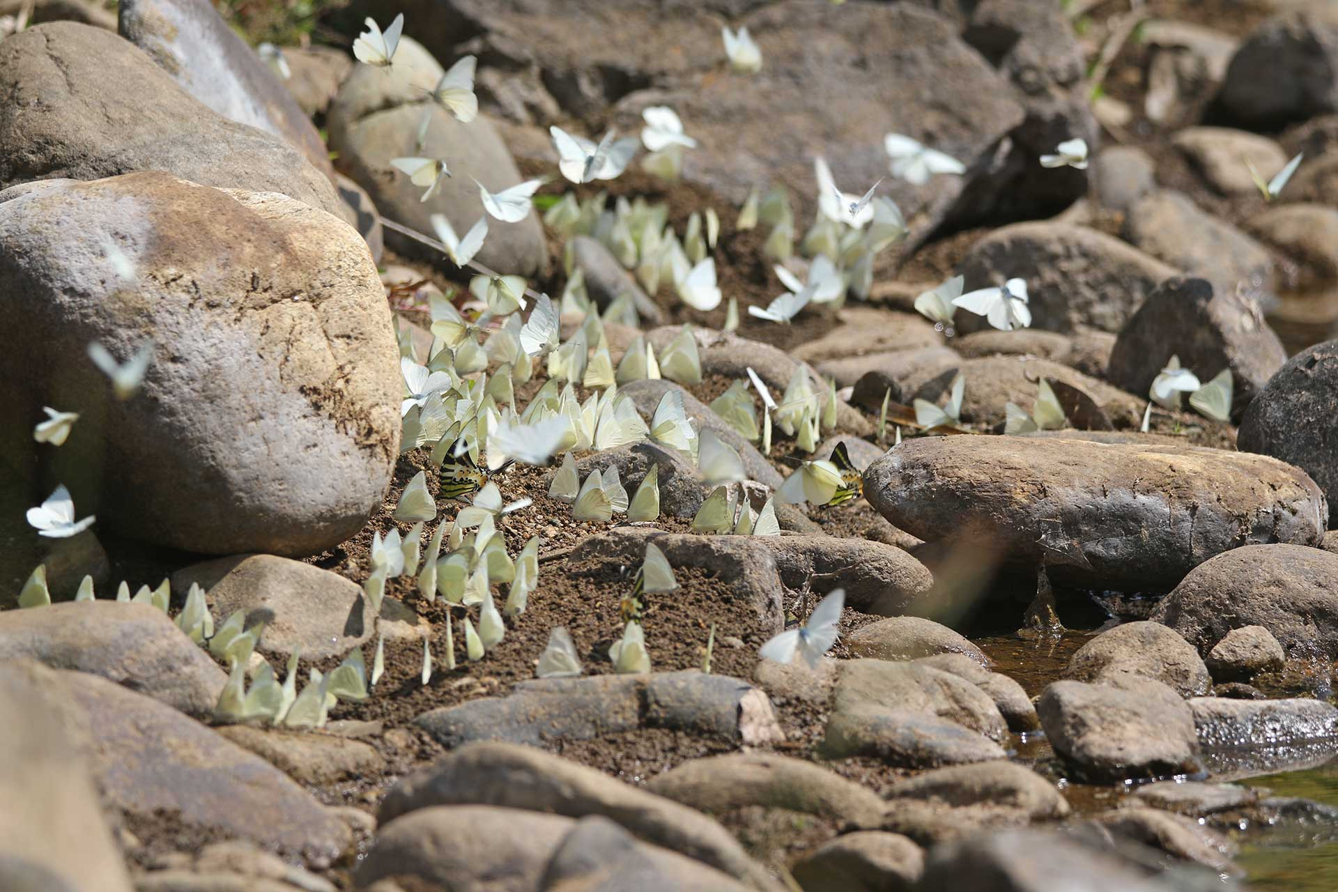 SuryaR W A | Nature Infocus