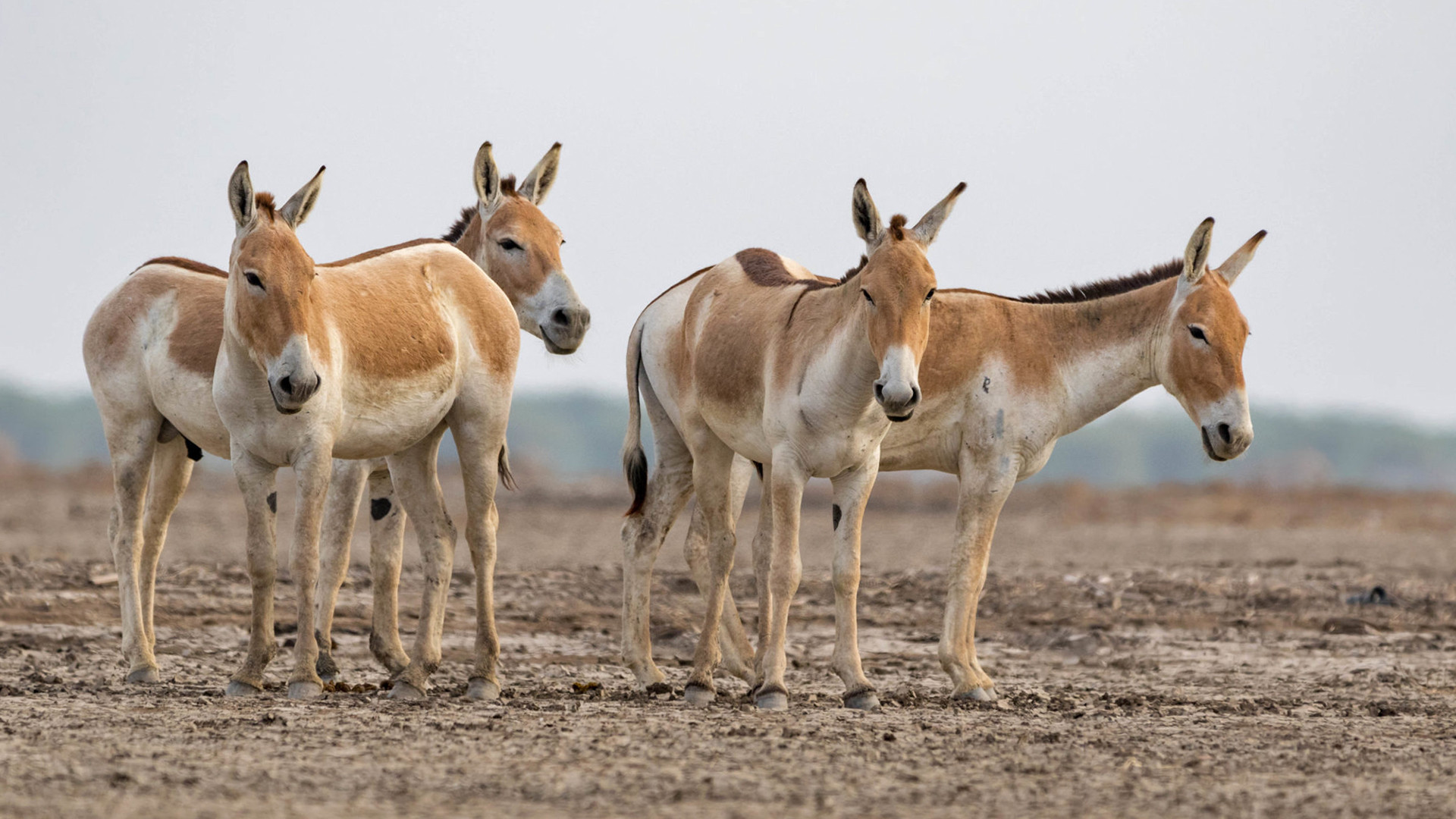 Indian Wild Ass or Khur in Little Rann of Kutch
