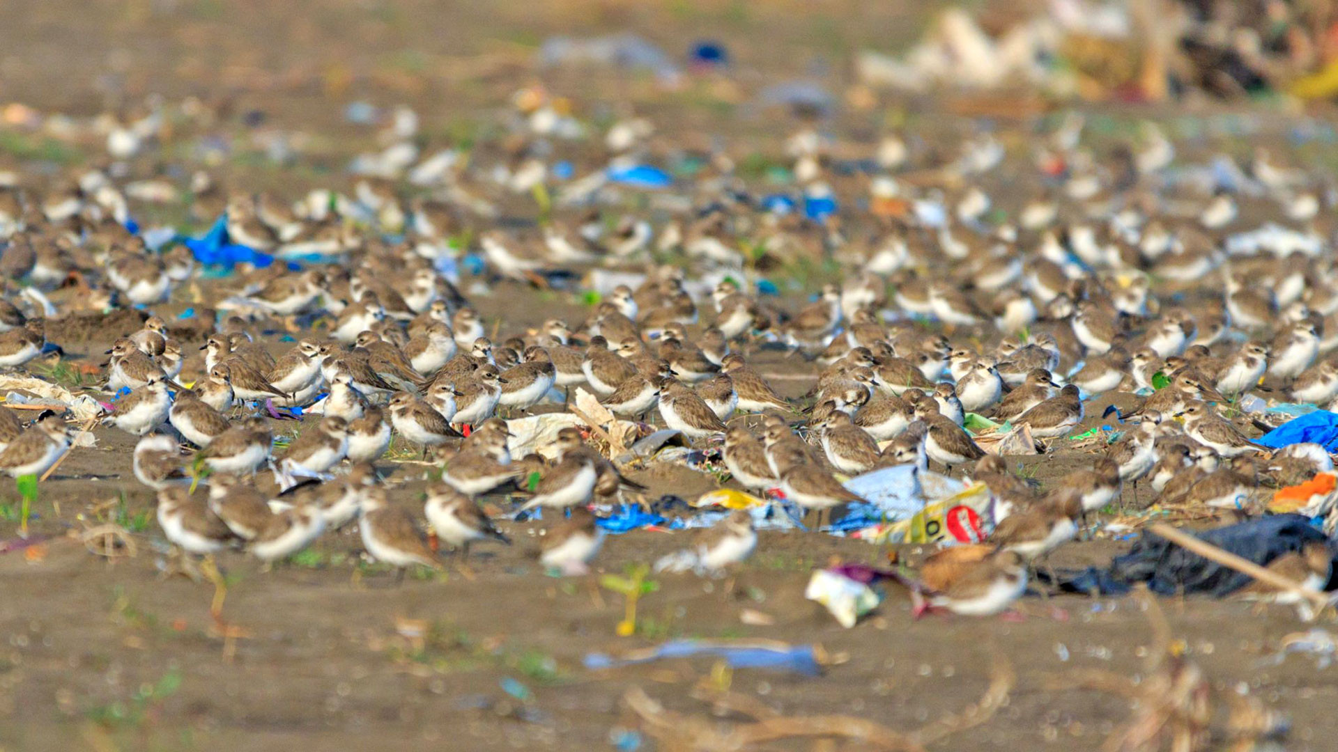 Migratory birds on a polluted beach in Arnala in Maharashtra