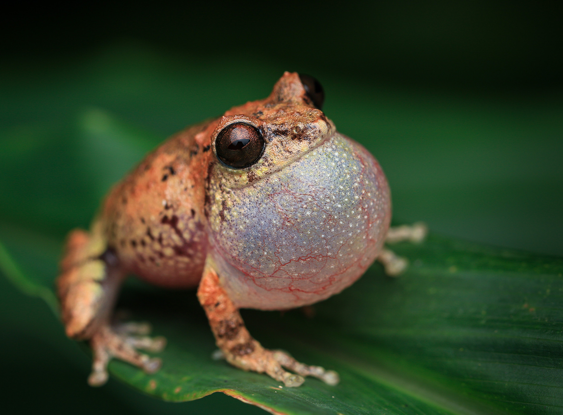 Sushil's Bush Frog Raorchestes sushili