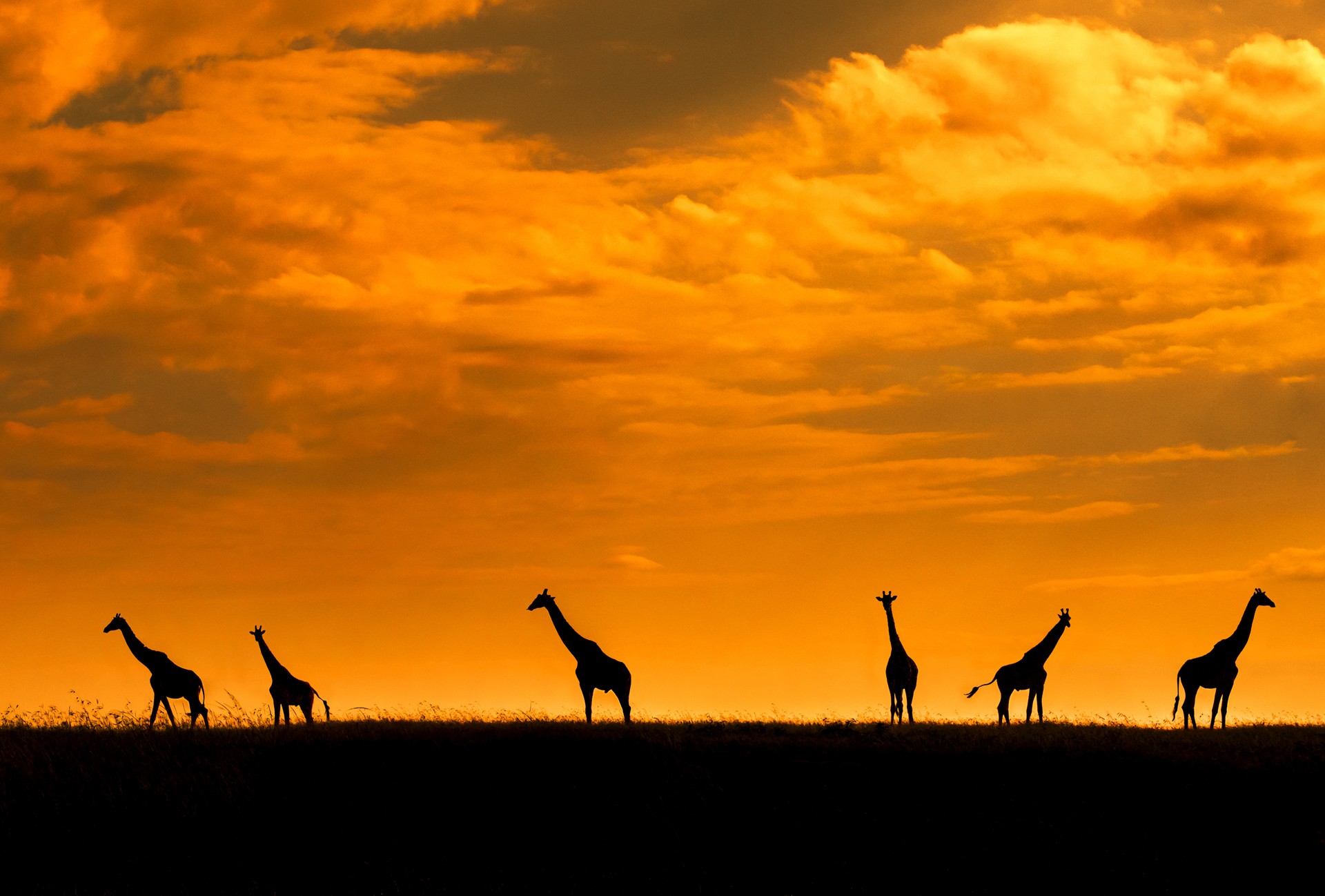 Sushmitha reddy - Animal Collective | Nature inFocus