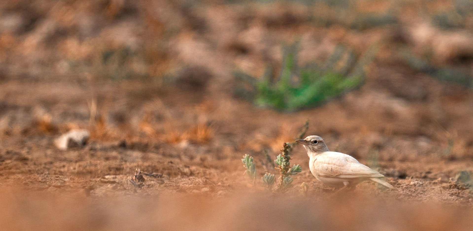 Leucistic Crested Lark