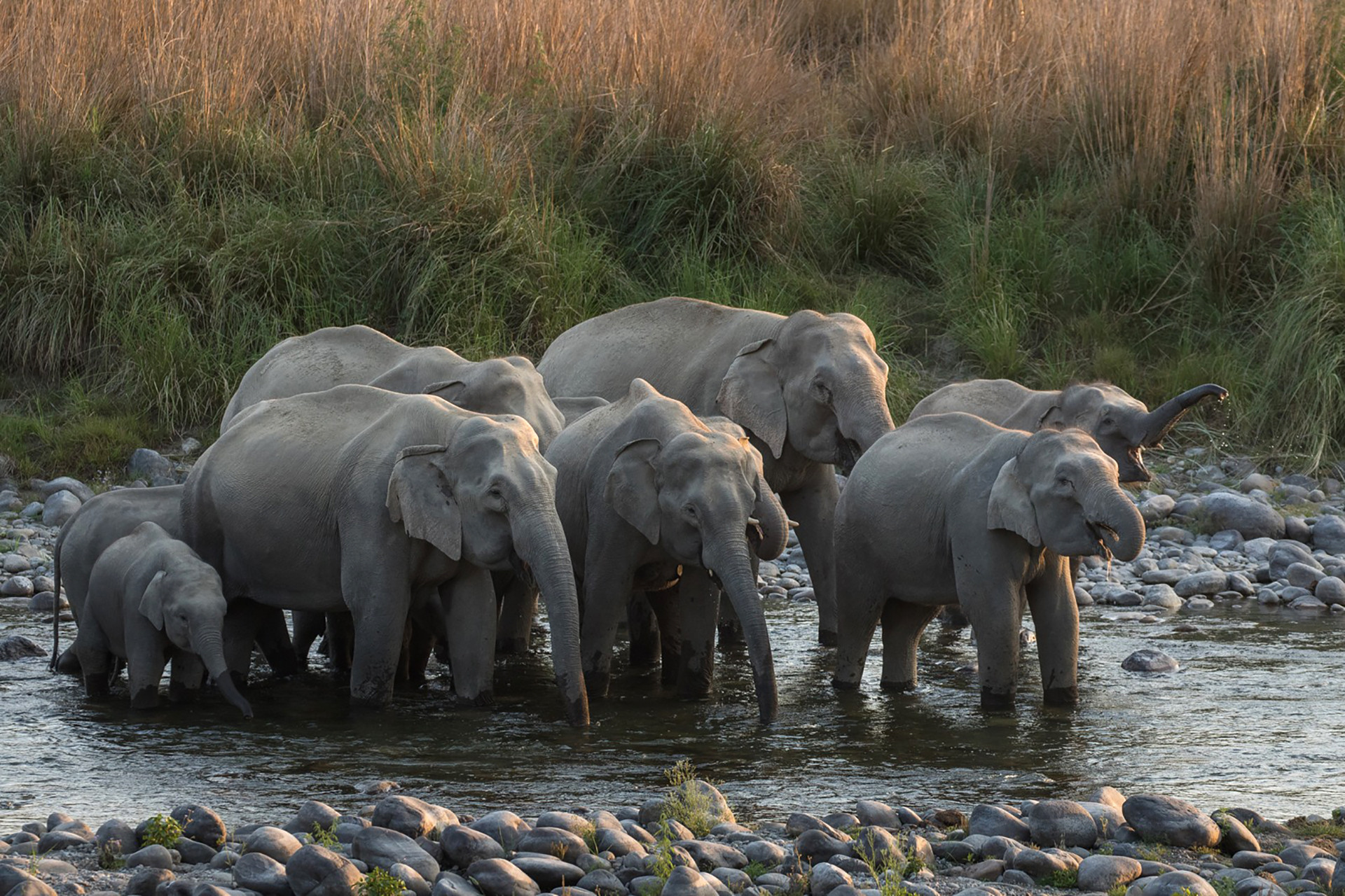 A herd of elephants drinking water in Corbett National Park