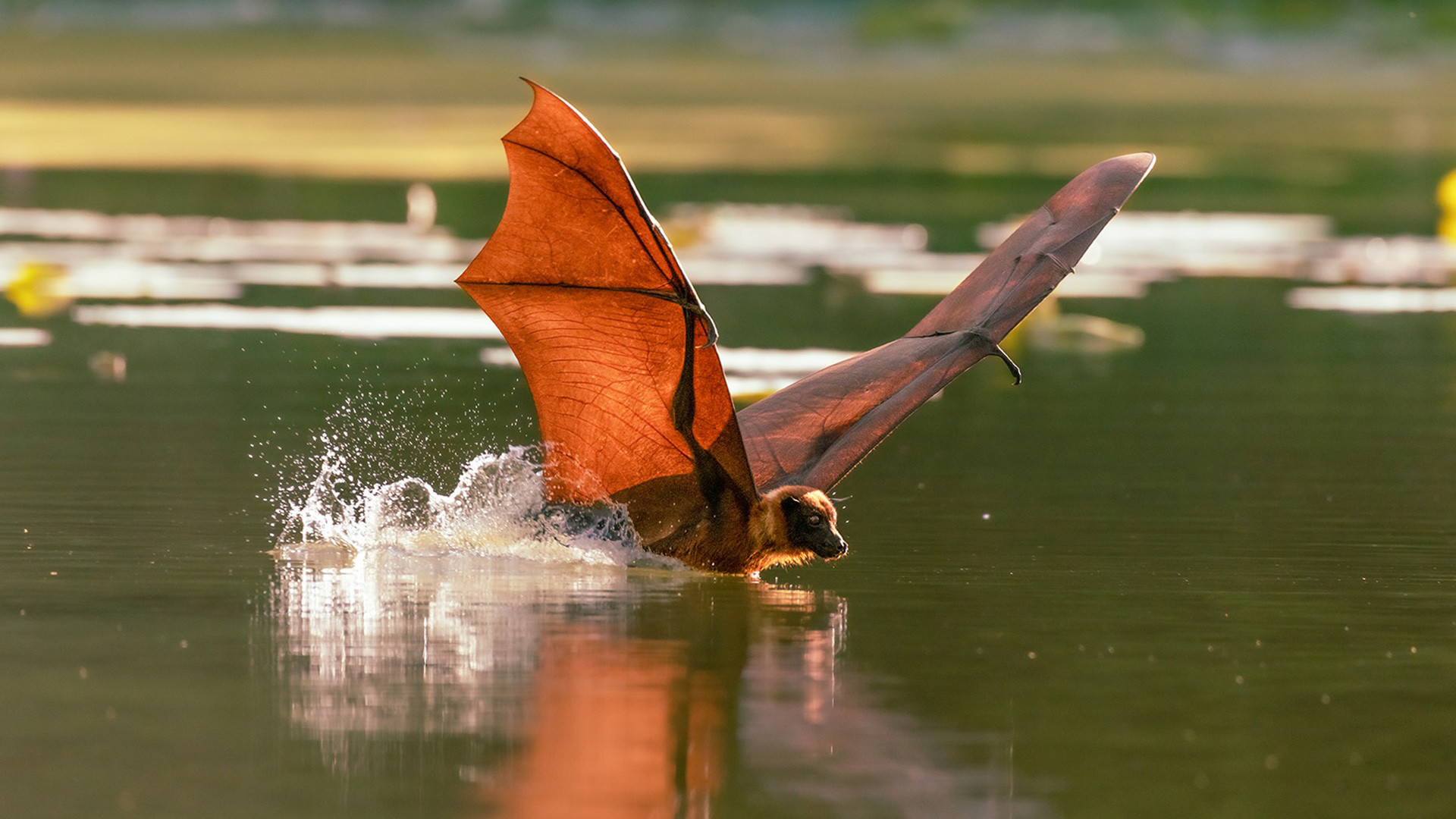 Indian Fruit Bat or Indian Flying Fox swooping down on water