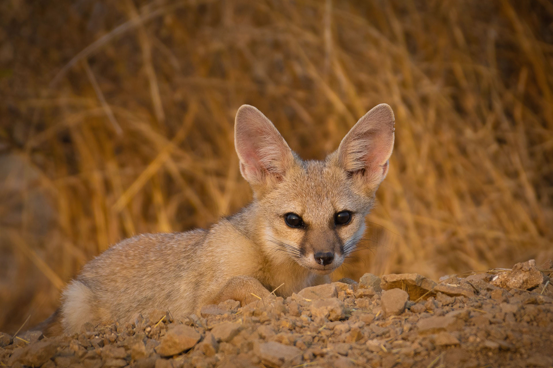 Indian Fox or Bengal Fox is the smallest fox in India