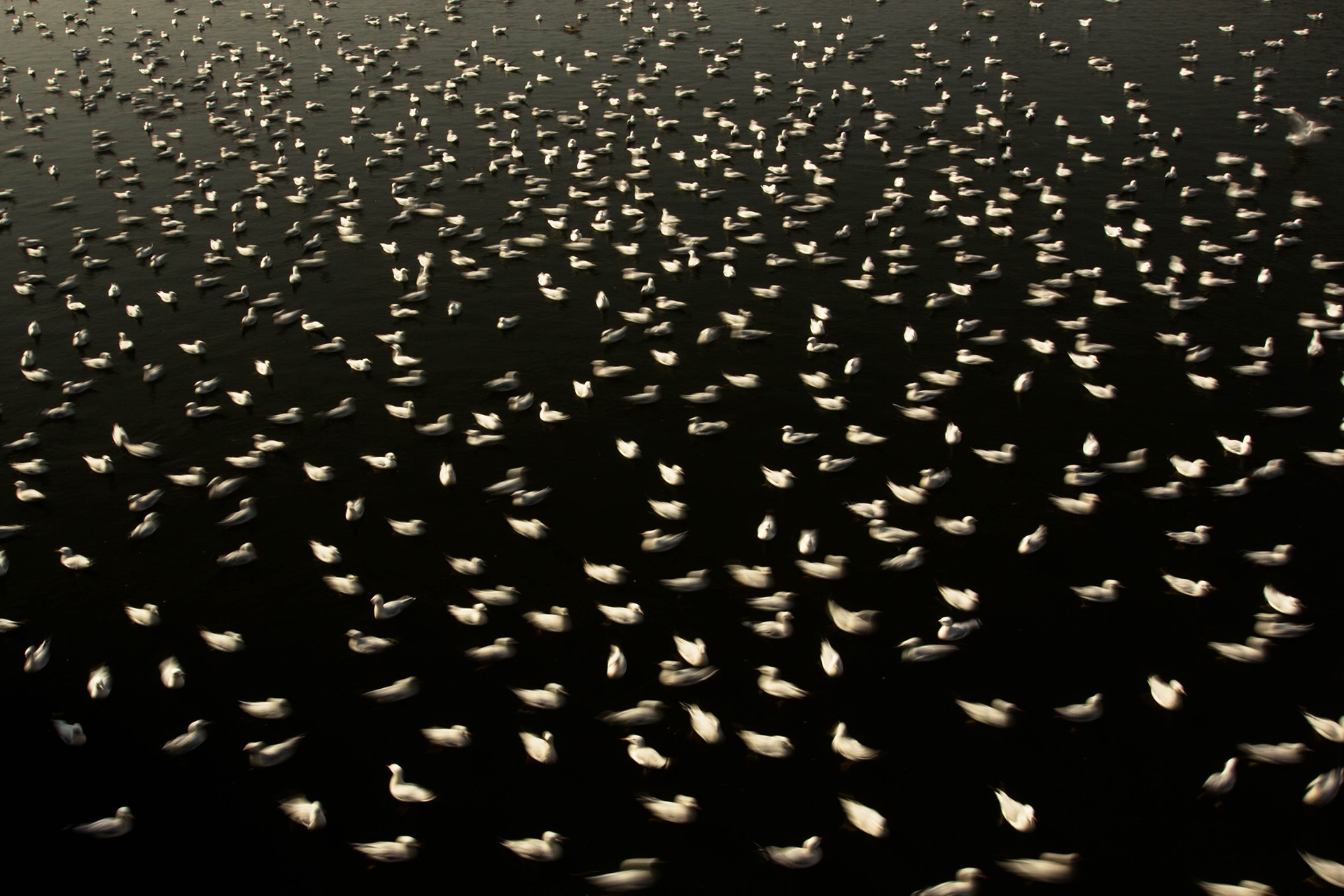 Swayamsiddha mohapatra - Animal Collective | Nature inFocus