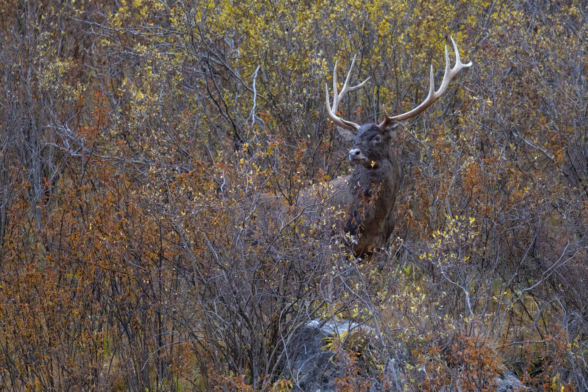 White-lipped or Thorold’s Deer stag in the Tibetan Plateau