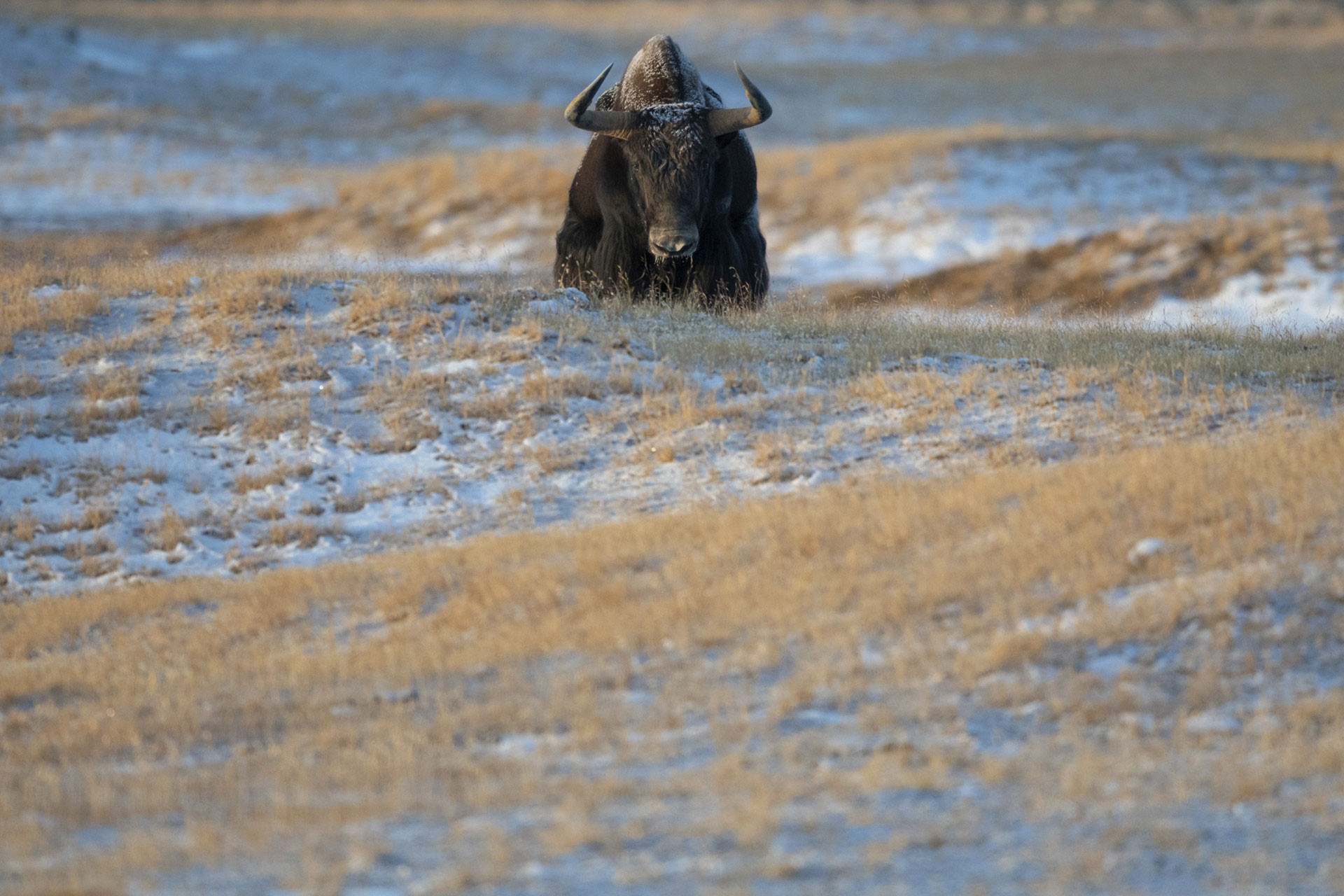 Wild Yak in Tibetan Plateau