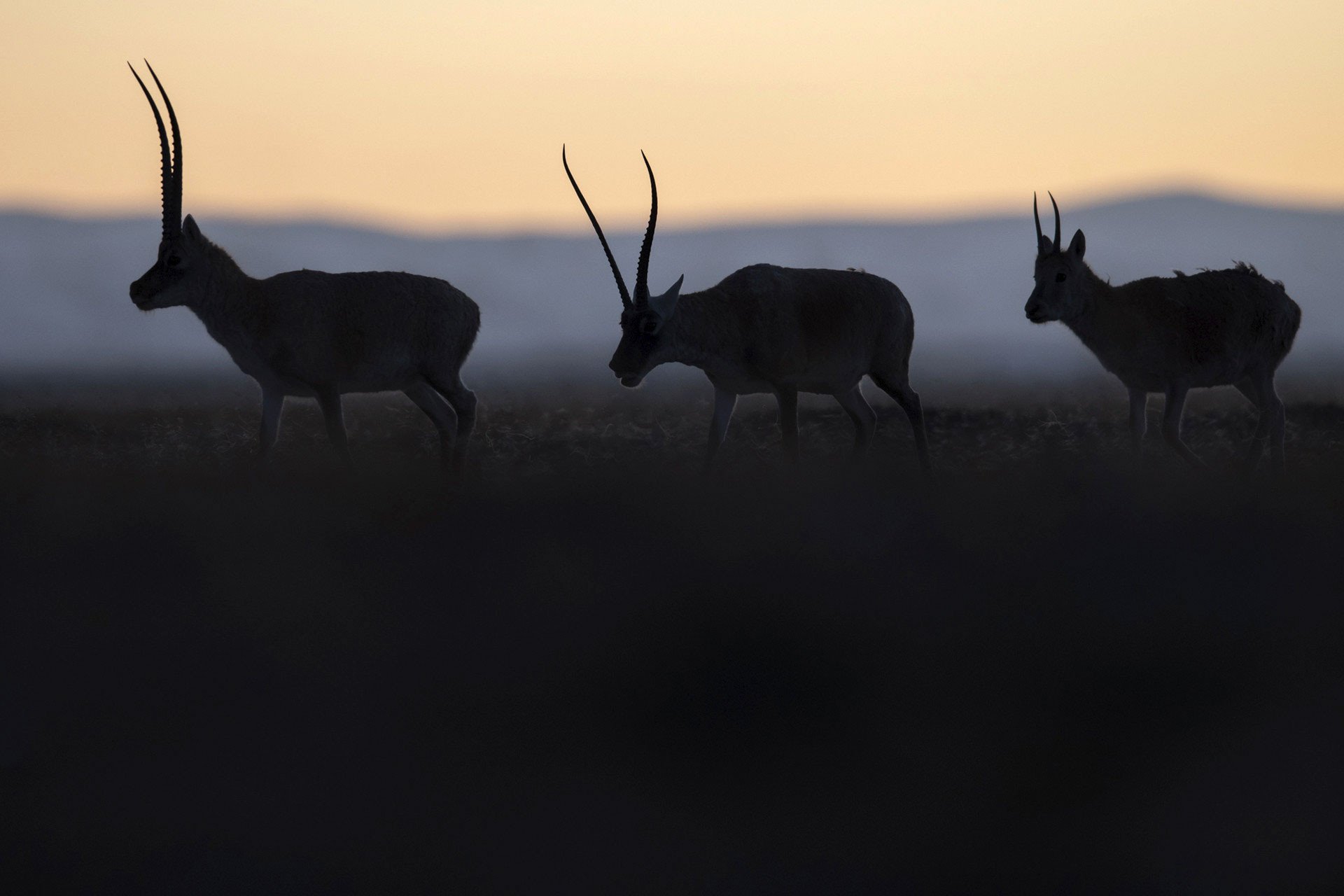 Tibetan Antelope (Pantholops hodgsonii) also called Chiru