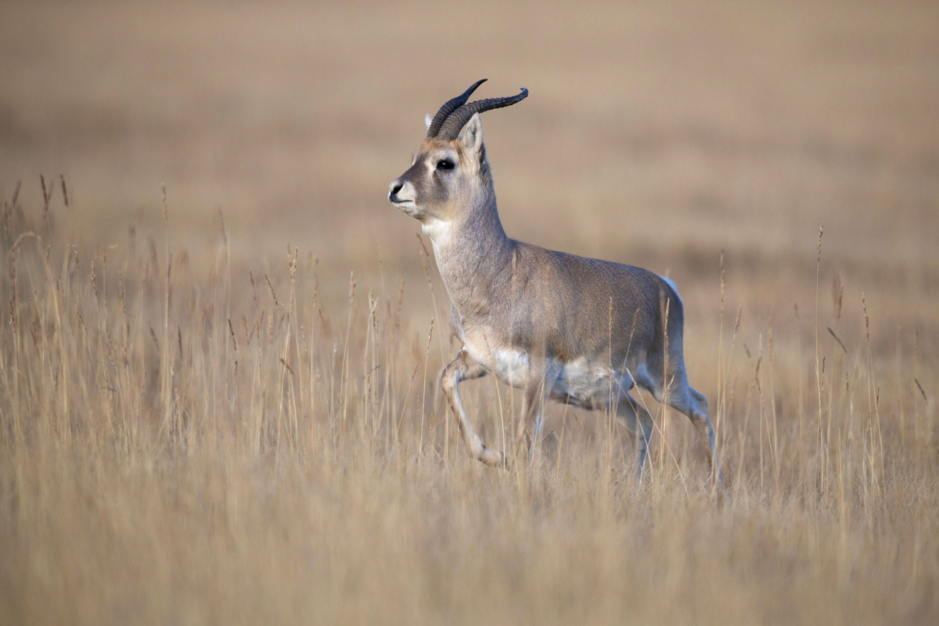 Przewalski’s Gazelle (Procapra przewalskii) is one of the rarest mammals on Earth