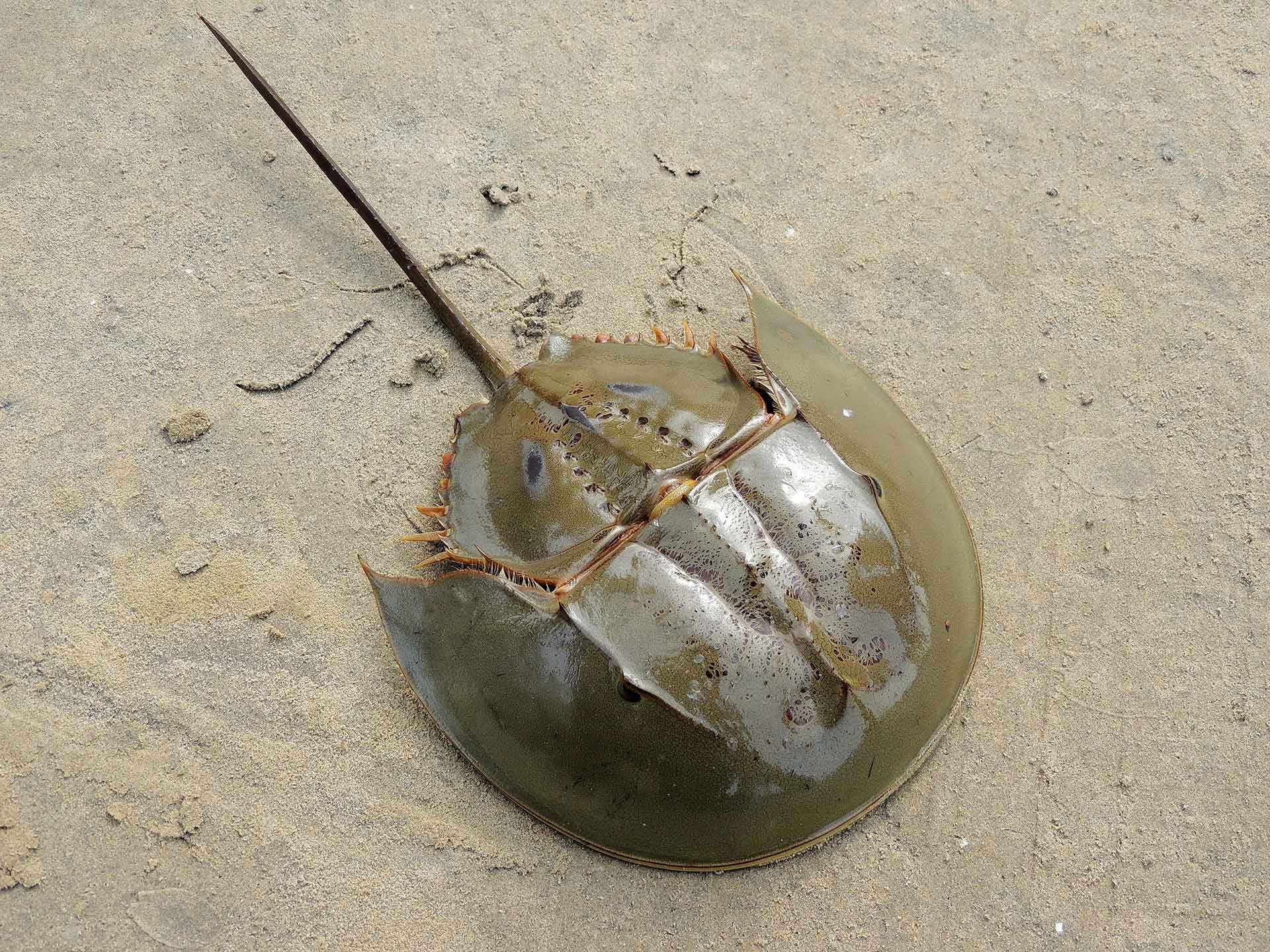 Indo-Pacific Horseshoe Crab (Tachypleus giga) | Nature inFocus