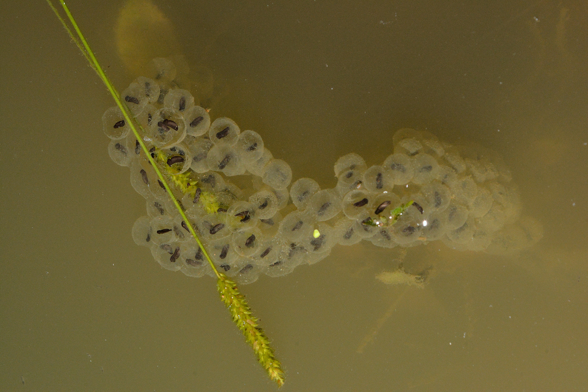 Tadpole - Monsoon Macro Diaries | Nature inFocus