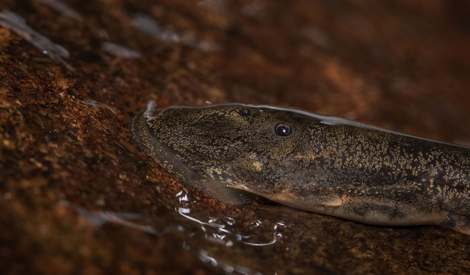 Tadpole closeup - The Purple Frog's Race Against Time | Nature inFocus