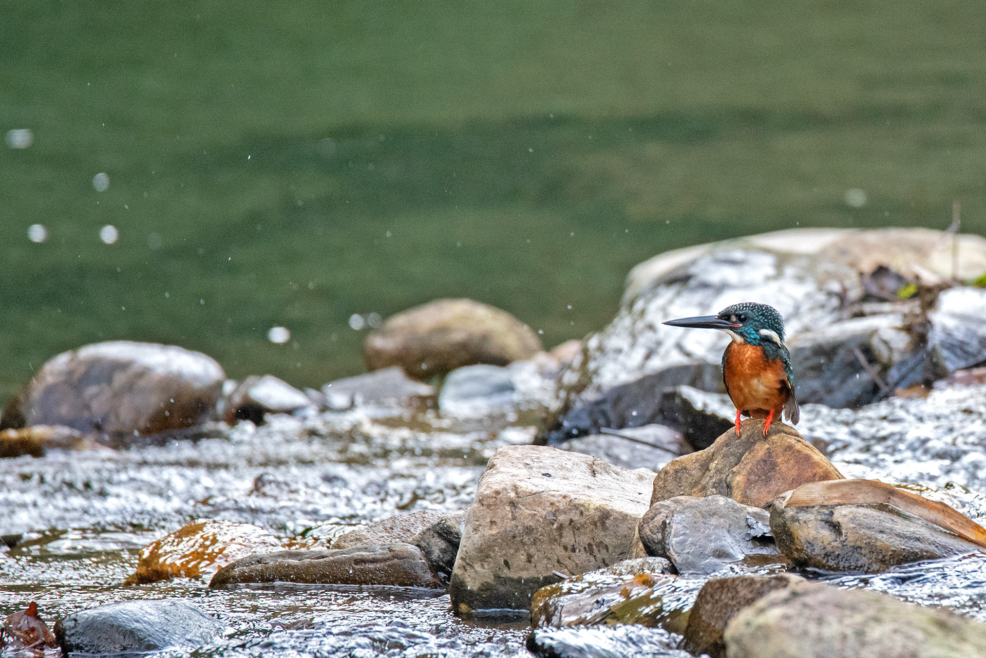 Blyth’s Kingfisher Alcedo hercules in Arunachal Pradesh
