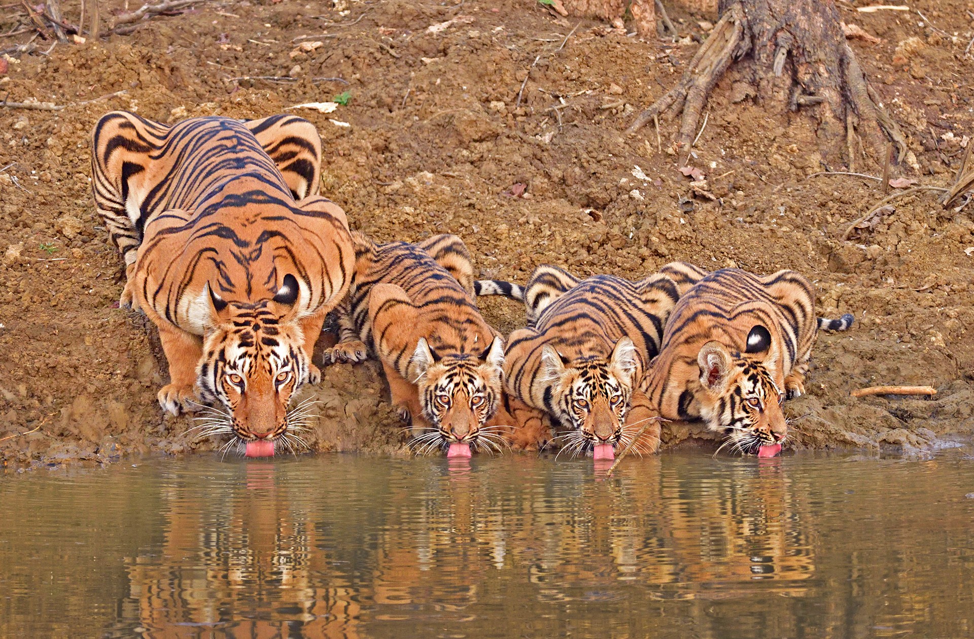 Tanay panpalia - Animal Collective | Nature inFocus
