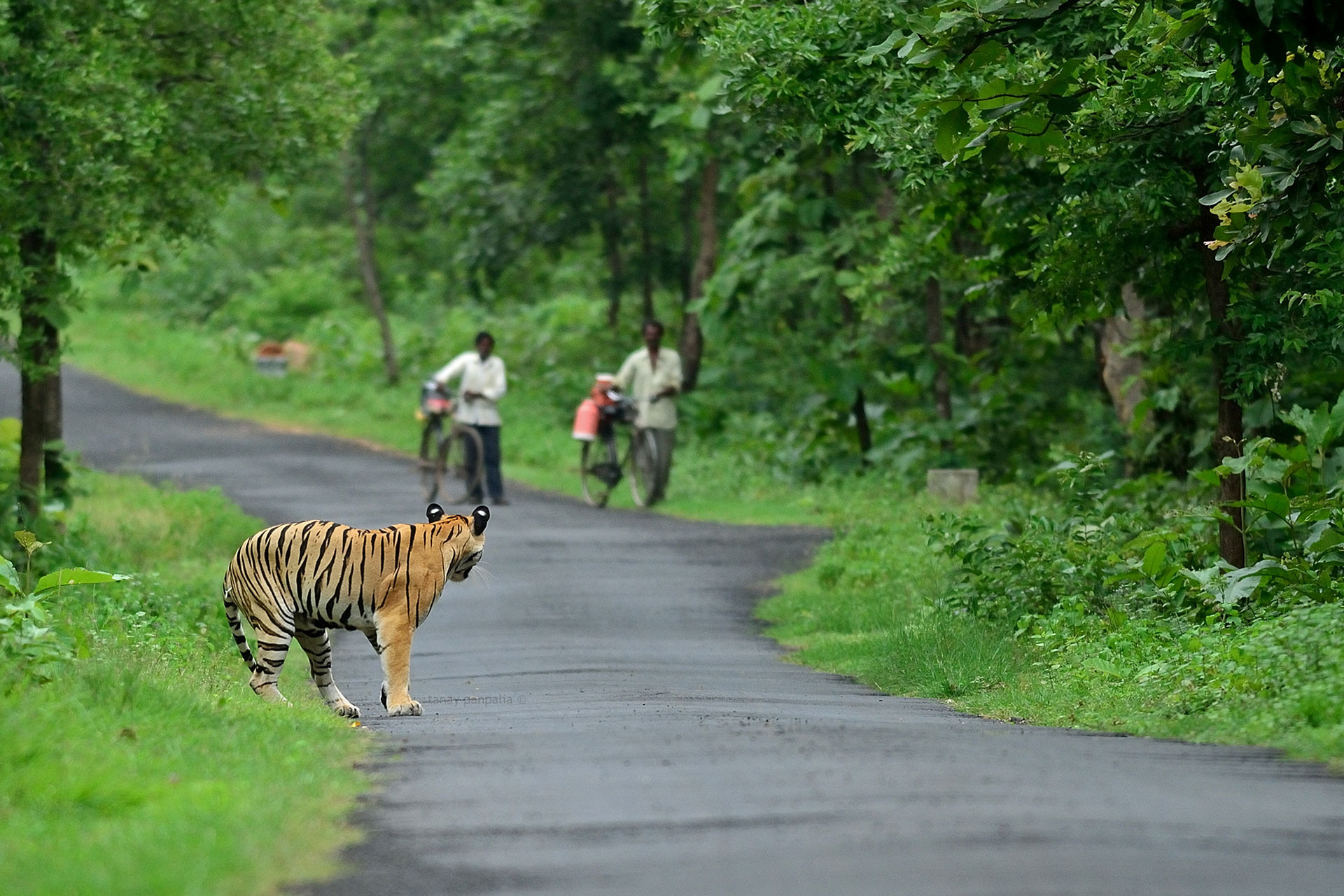 Tiger crossing the road in Umred Karhandla Wildlife Sanctuary