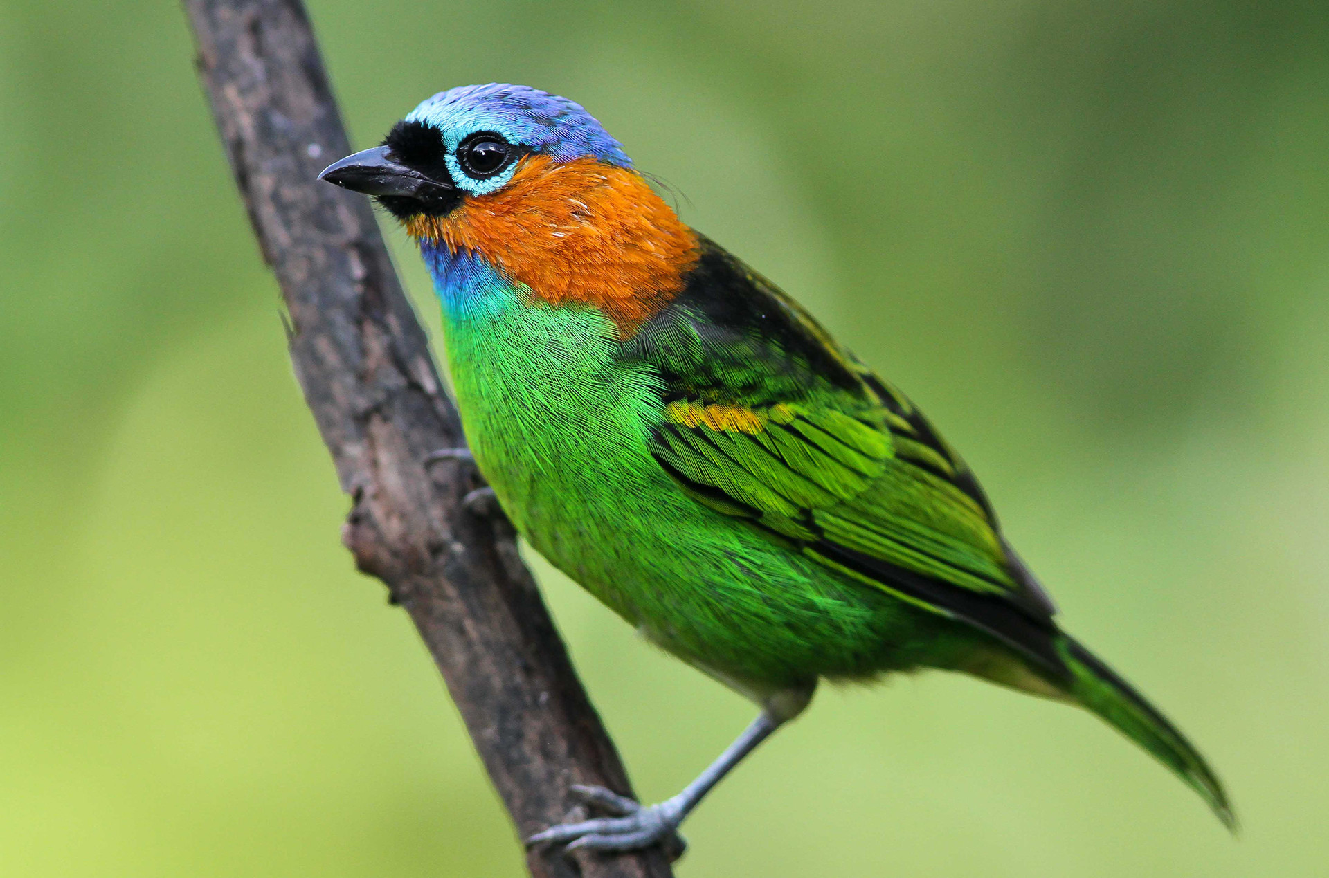 Tangara cyanocephala sara militar - Of Lost Forests And Fruits | Nature inFocus
