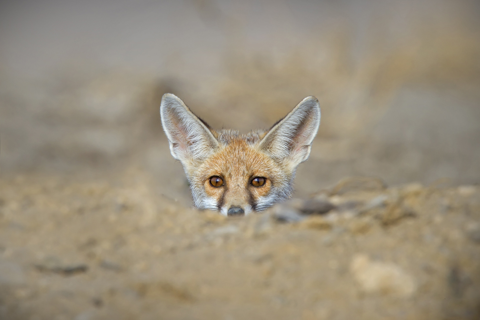 Desert Fox in Little Rann of Kutch