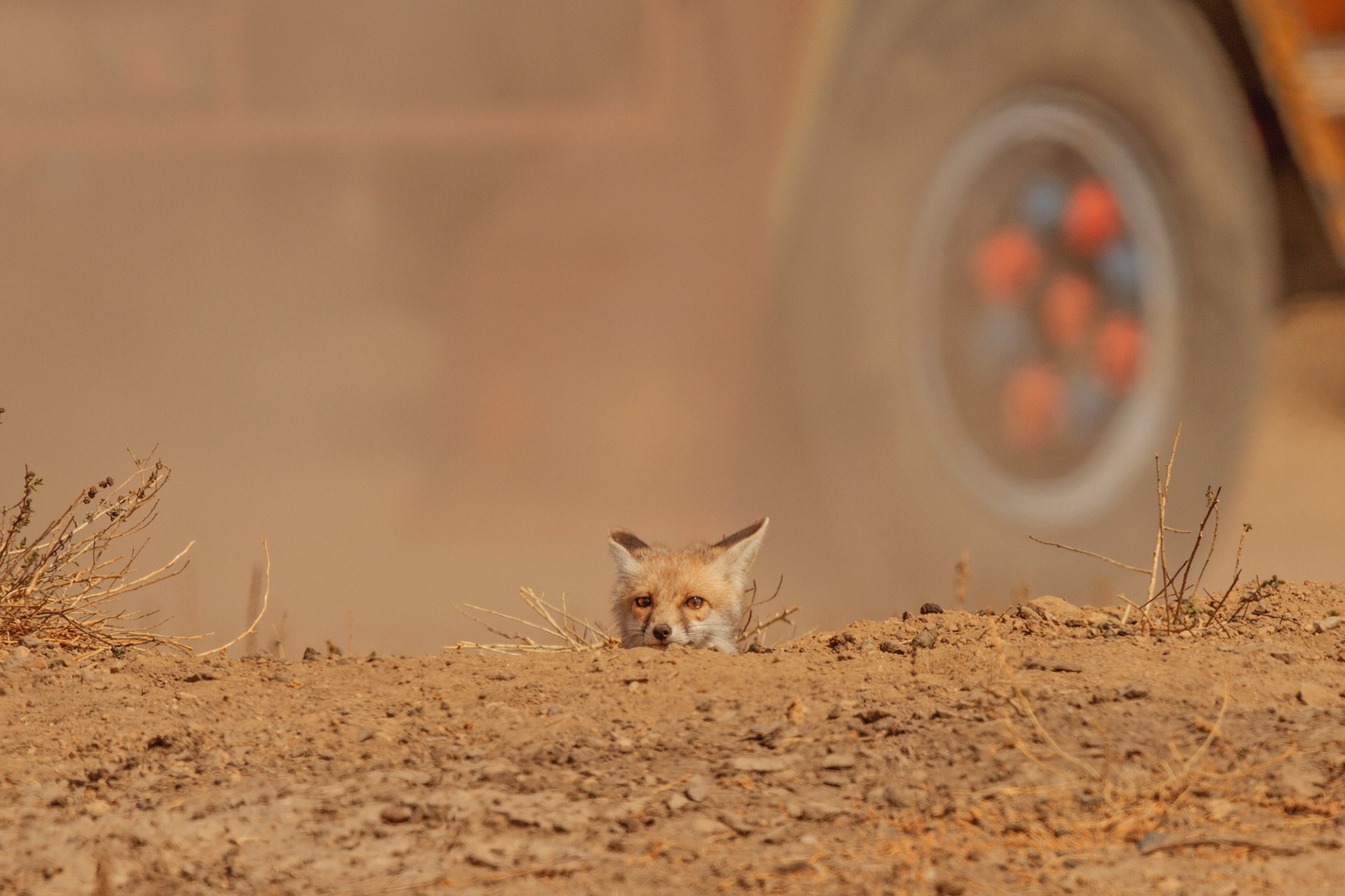 Desert Fox loss of habitat in Little Rann of Kutch Gujarat