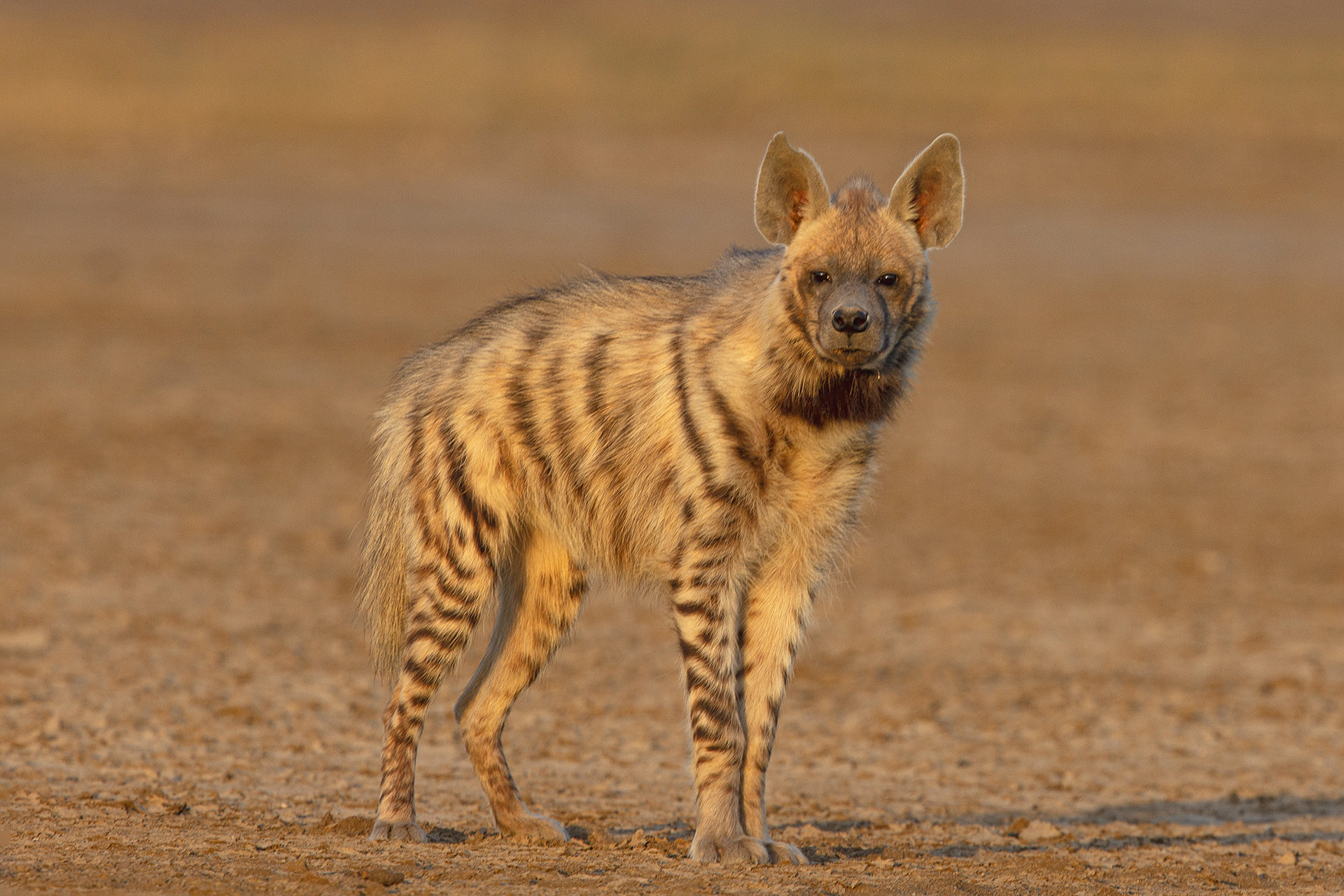 Striped Hyena Hyaena hyaena