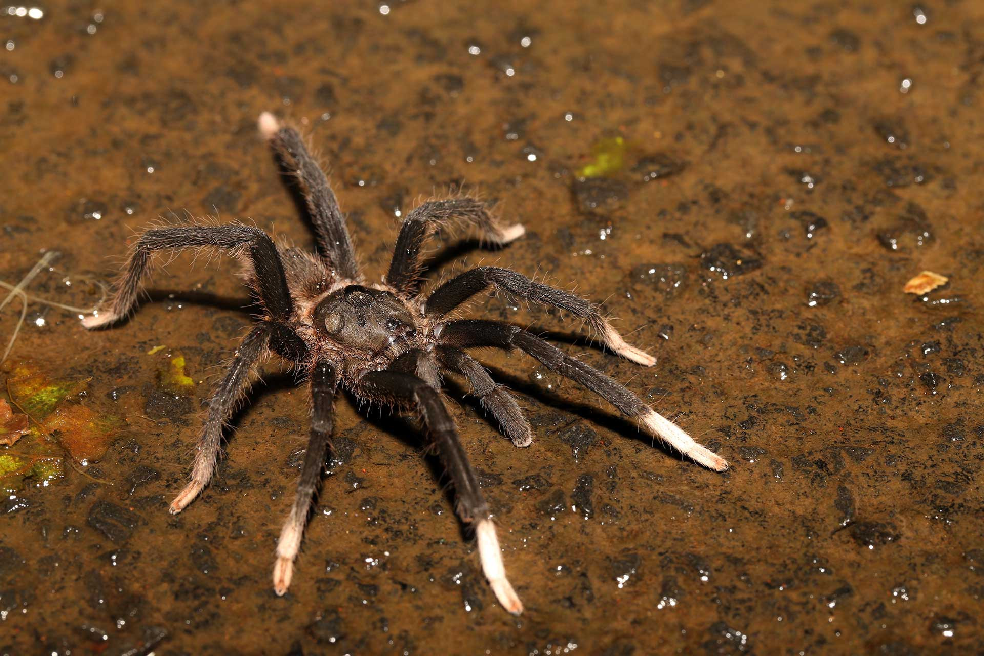 Tarantula (Neoheterophrictus sp.) | Nature inFocus