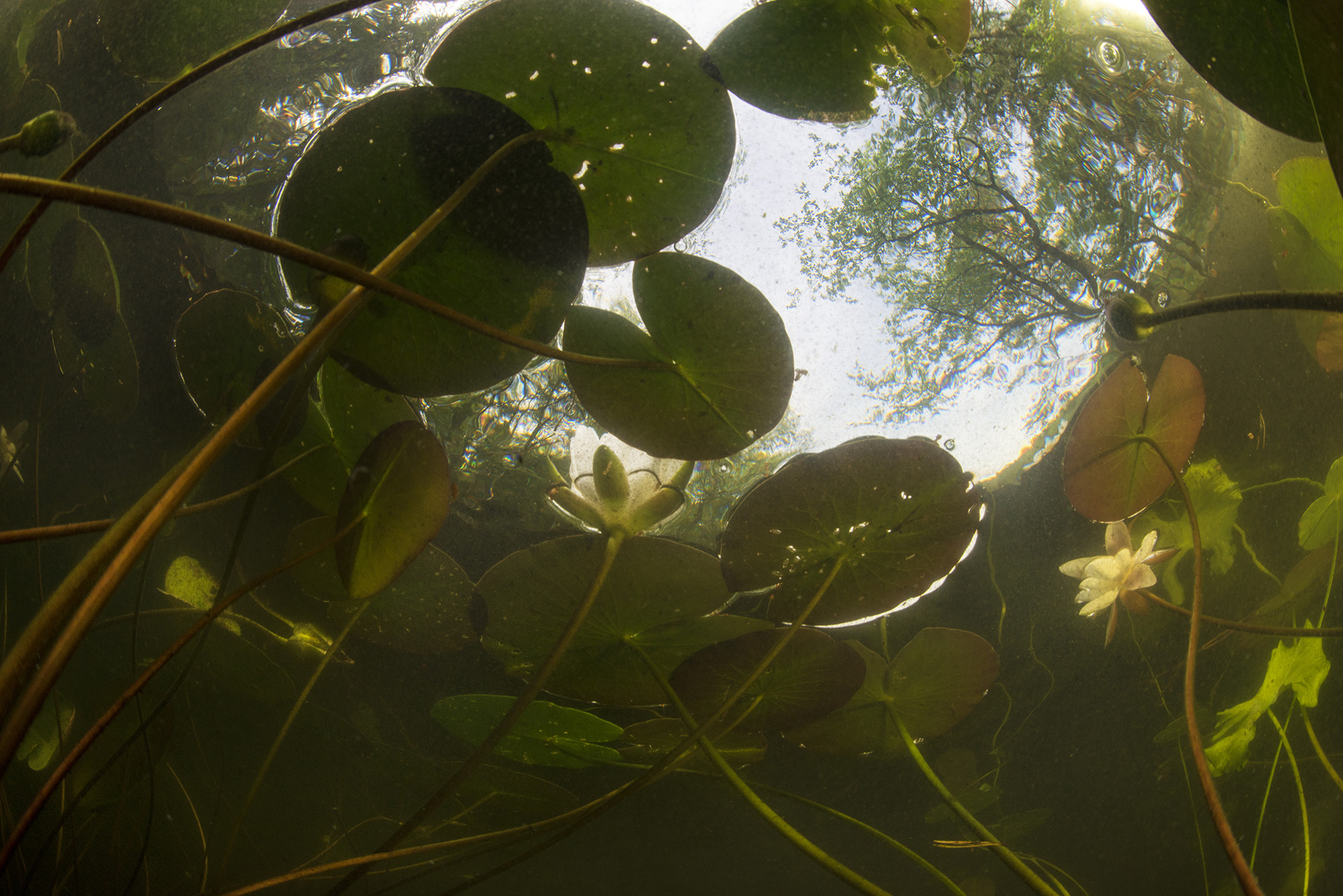 Tasneemkhan scn - The Song Of The Swamp | Nature inFocus