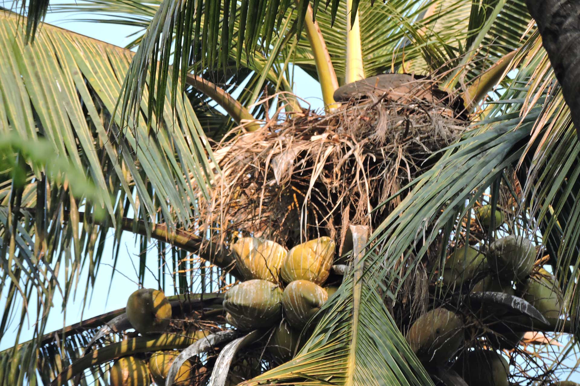 Nest of a White-rumped Vulture