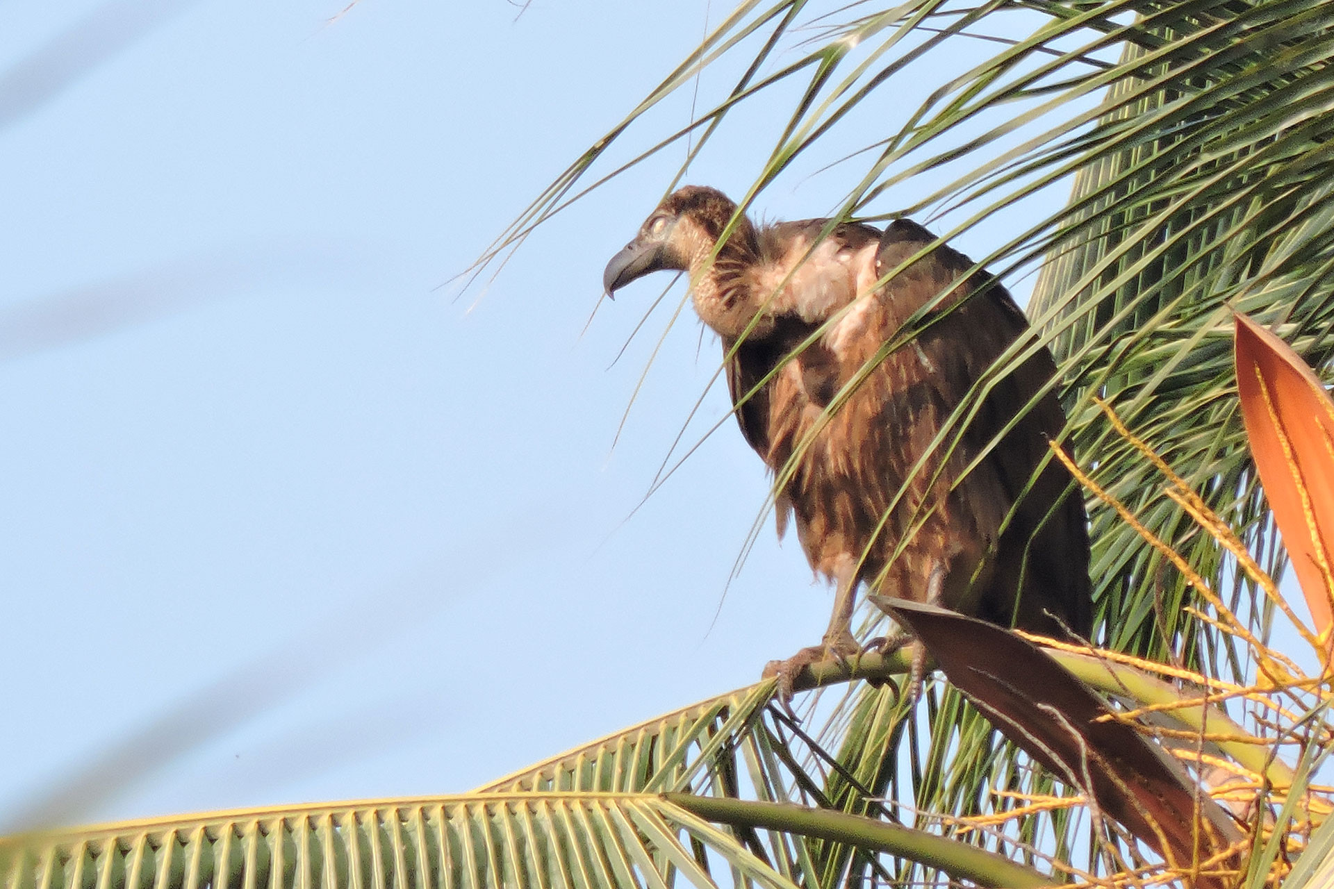 juvenile White-rumped Vulture