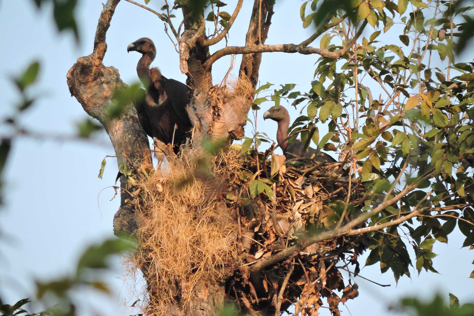 Male and female White-rumped Vulture guarding a nest